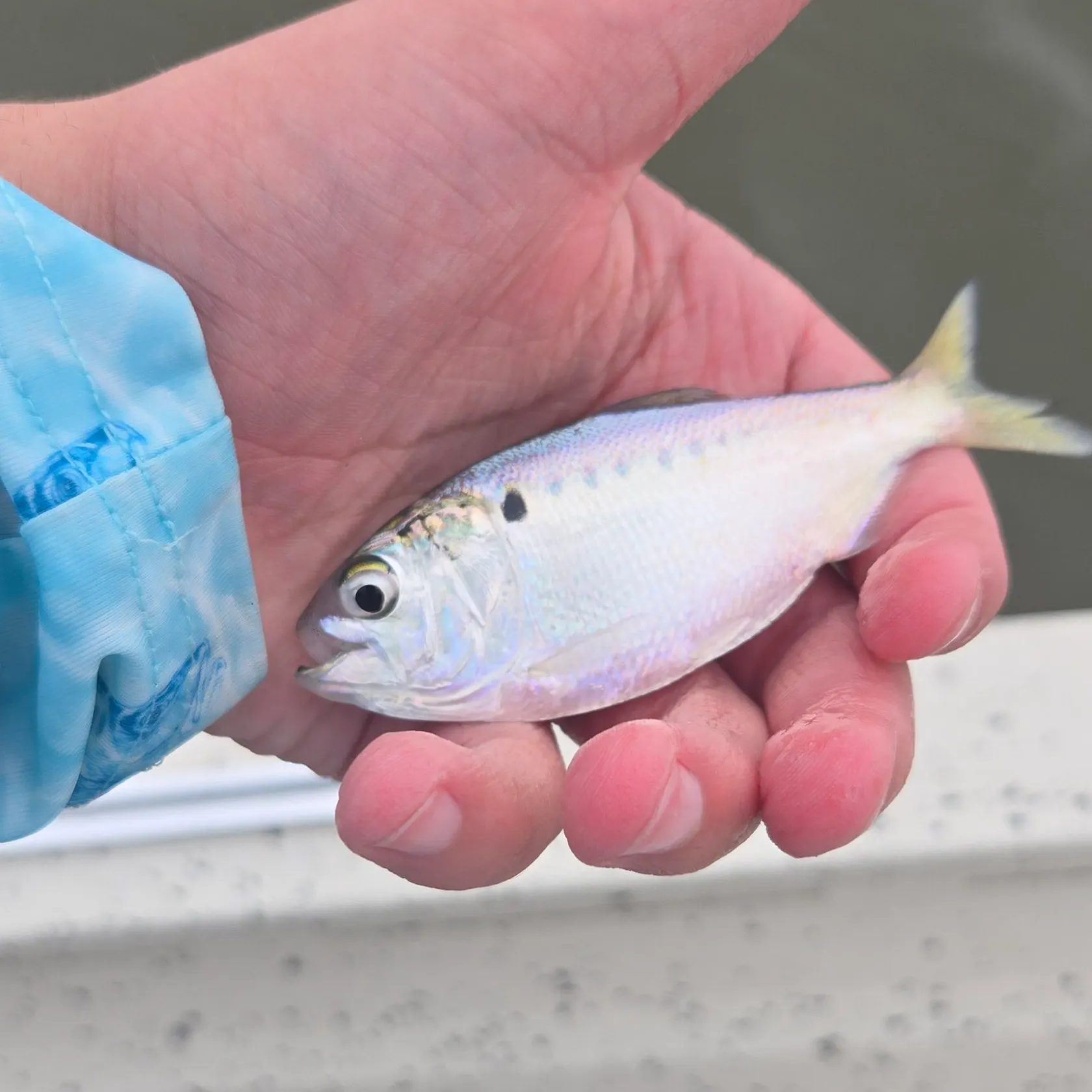 The most recent Yellowfin menhaden catches on Fishbrain