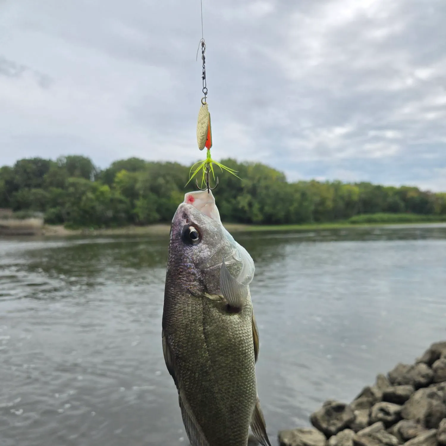 Freshwater drum caught on Fishbrain