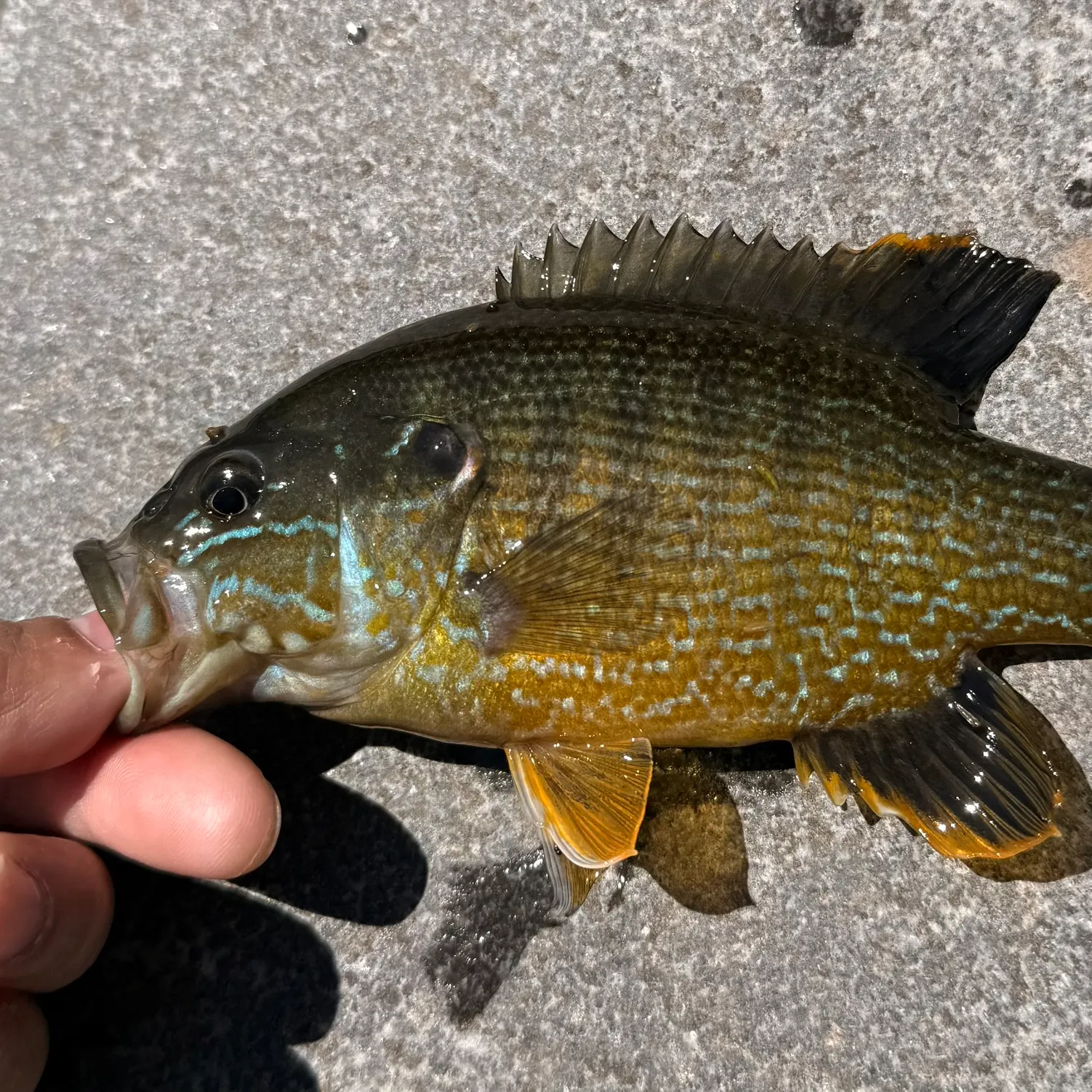 catch