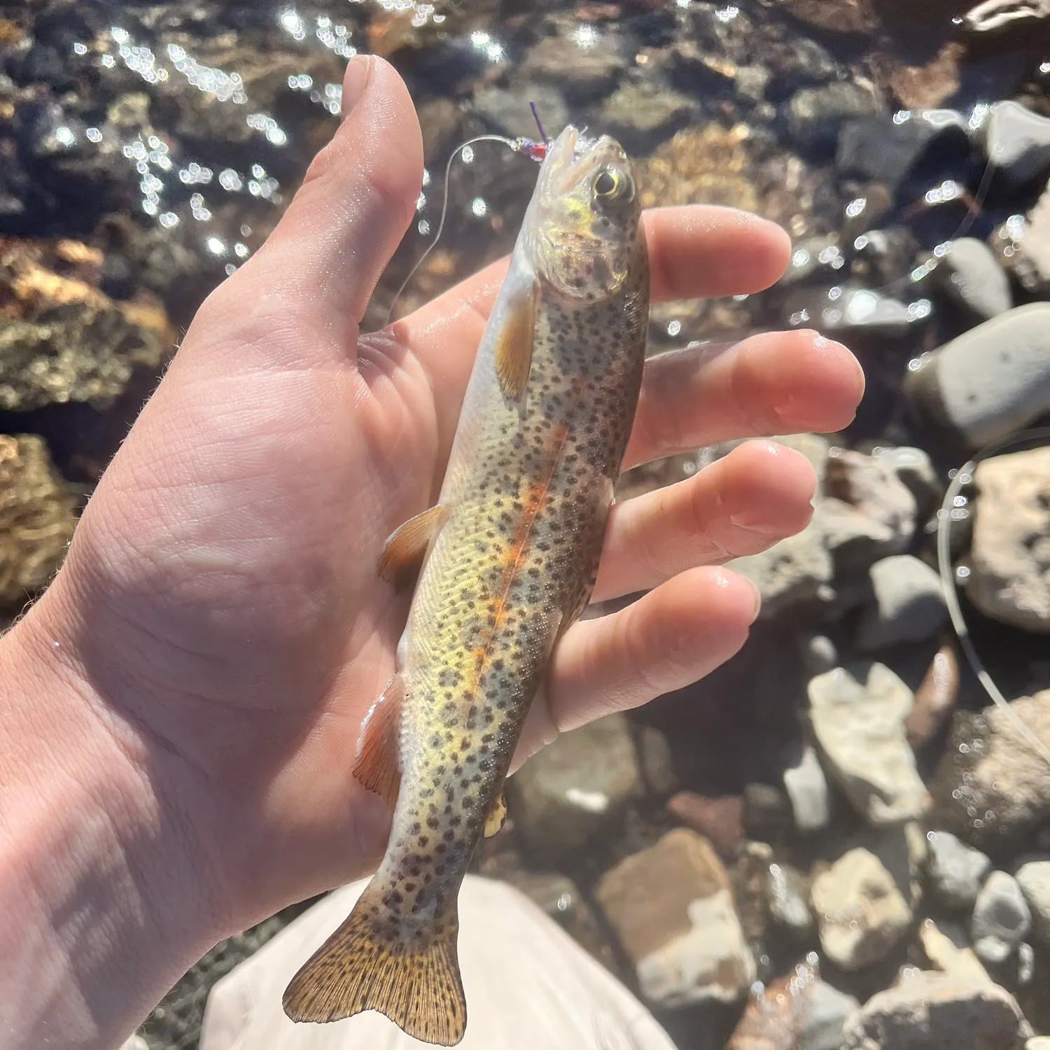 The most recent Great basin redband trout catches on Fishbrain
