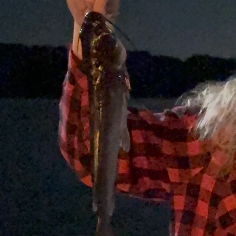 Blue catfish caught on Fishbrain