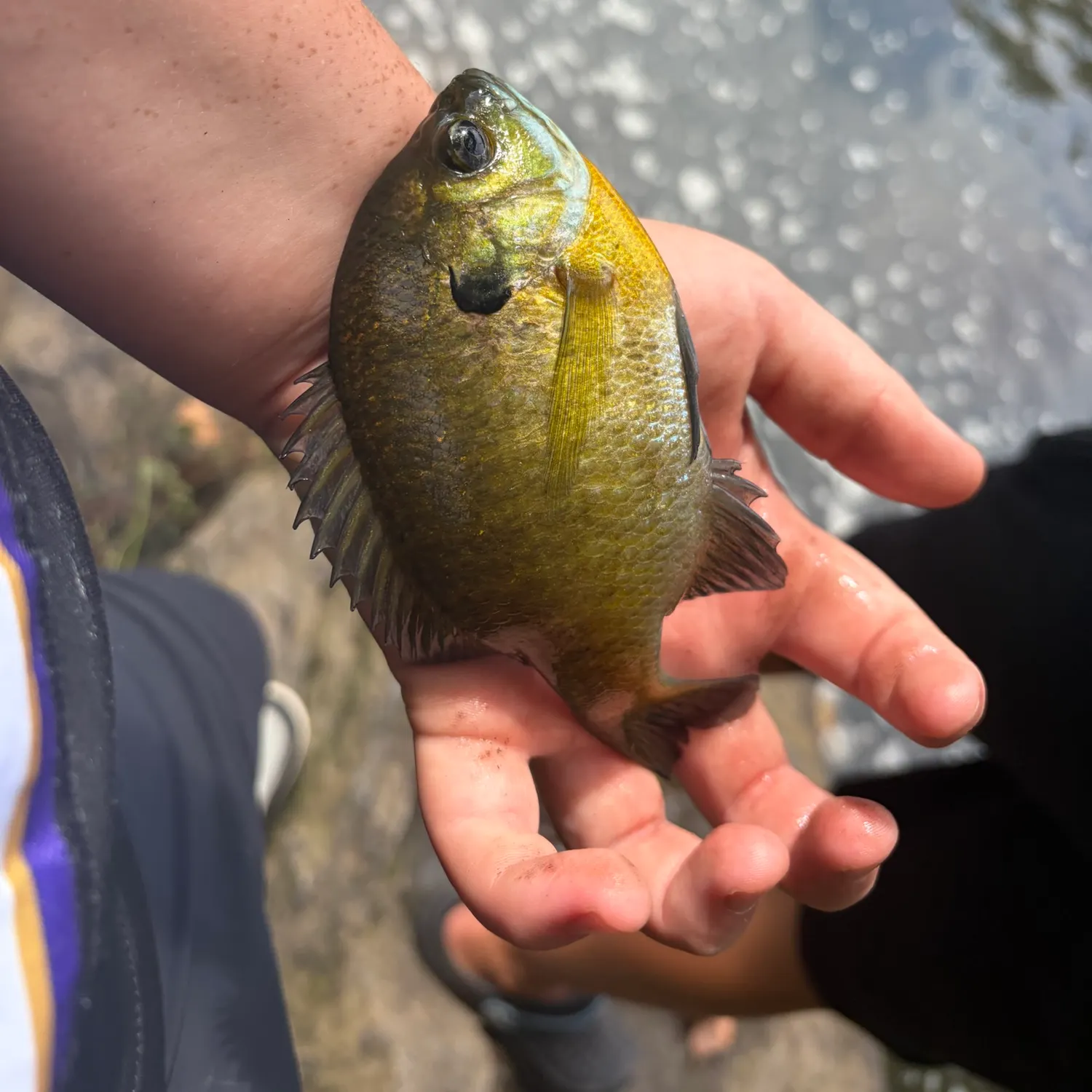 Bluegill caught on Fishbrain