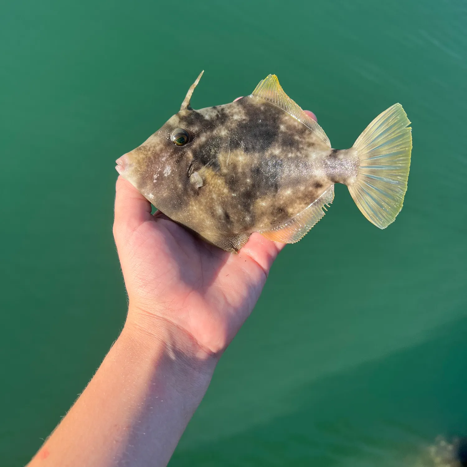The most recent Planehead filefish catches on Fishbrain