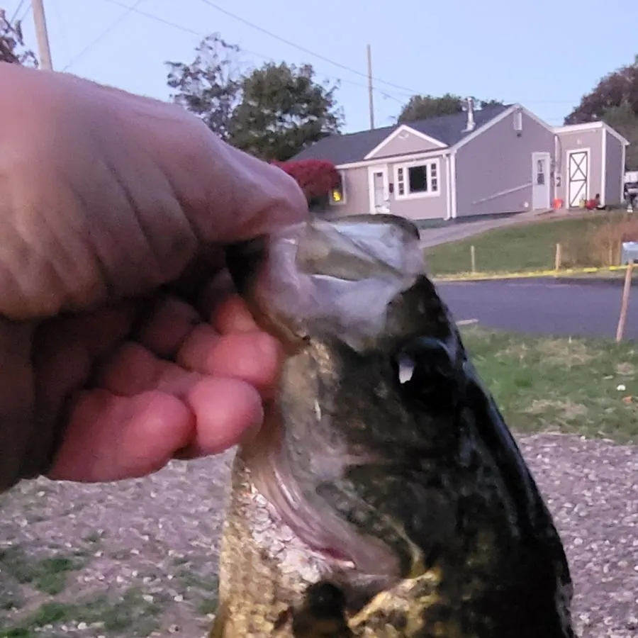 Black crappie caught on Fishbrain