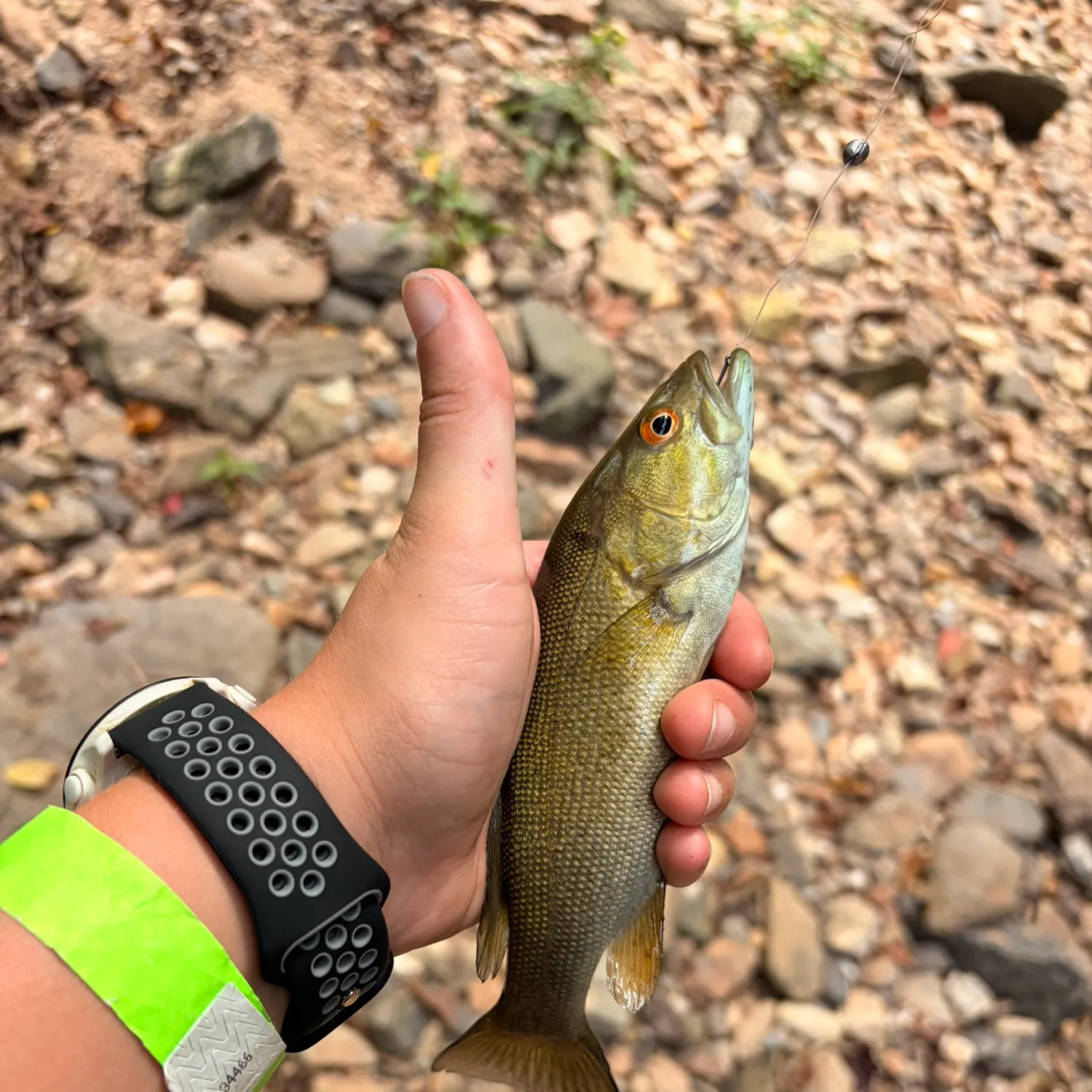 Smallmouth bass caught on Fishbrain