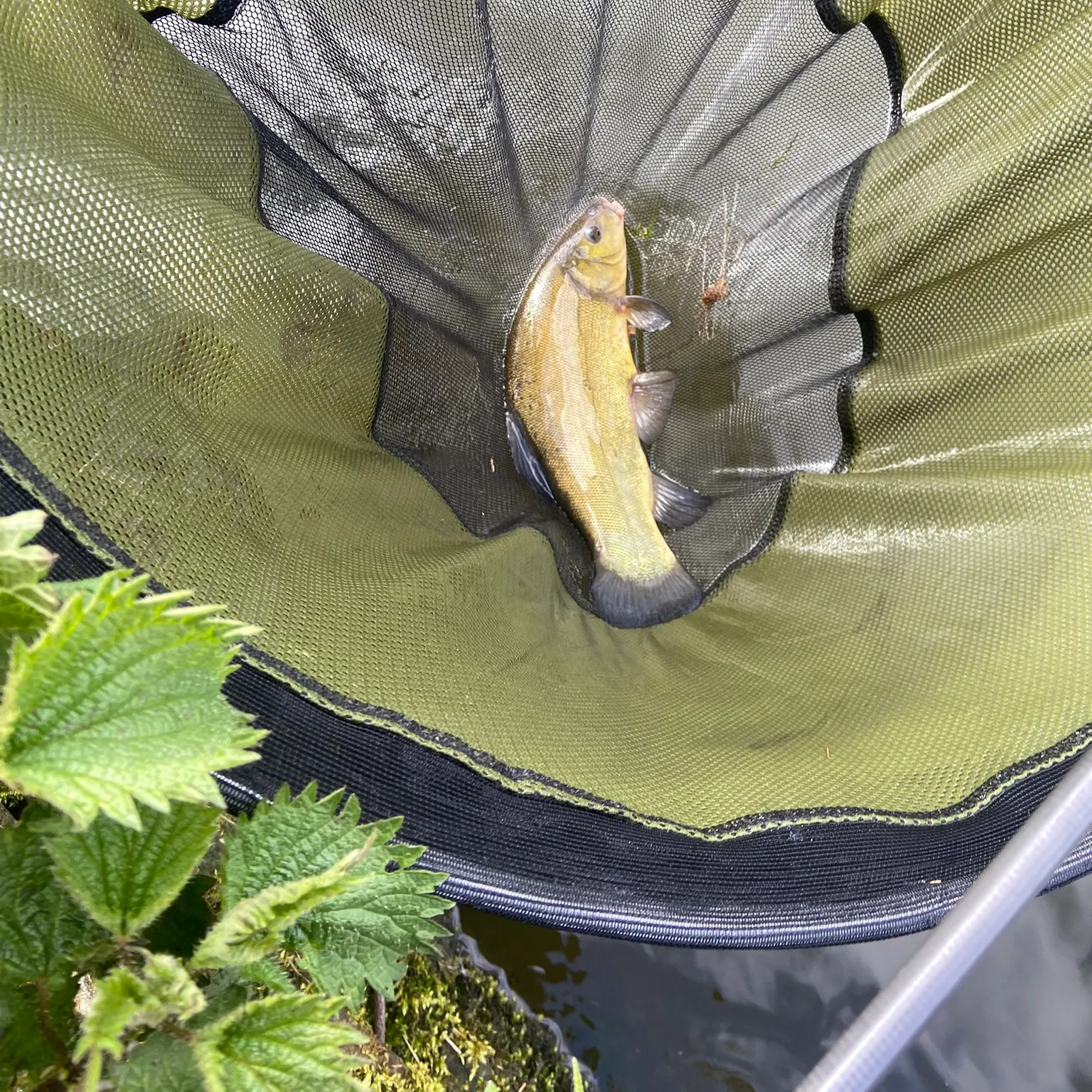 The most recent Tench catches on Fishbrain