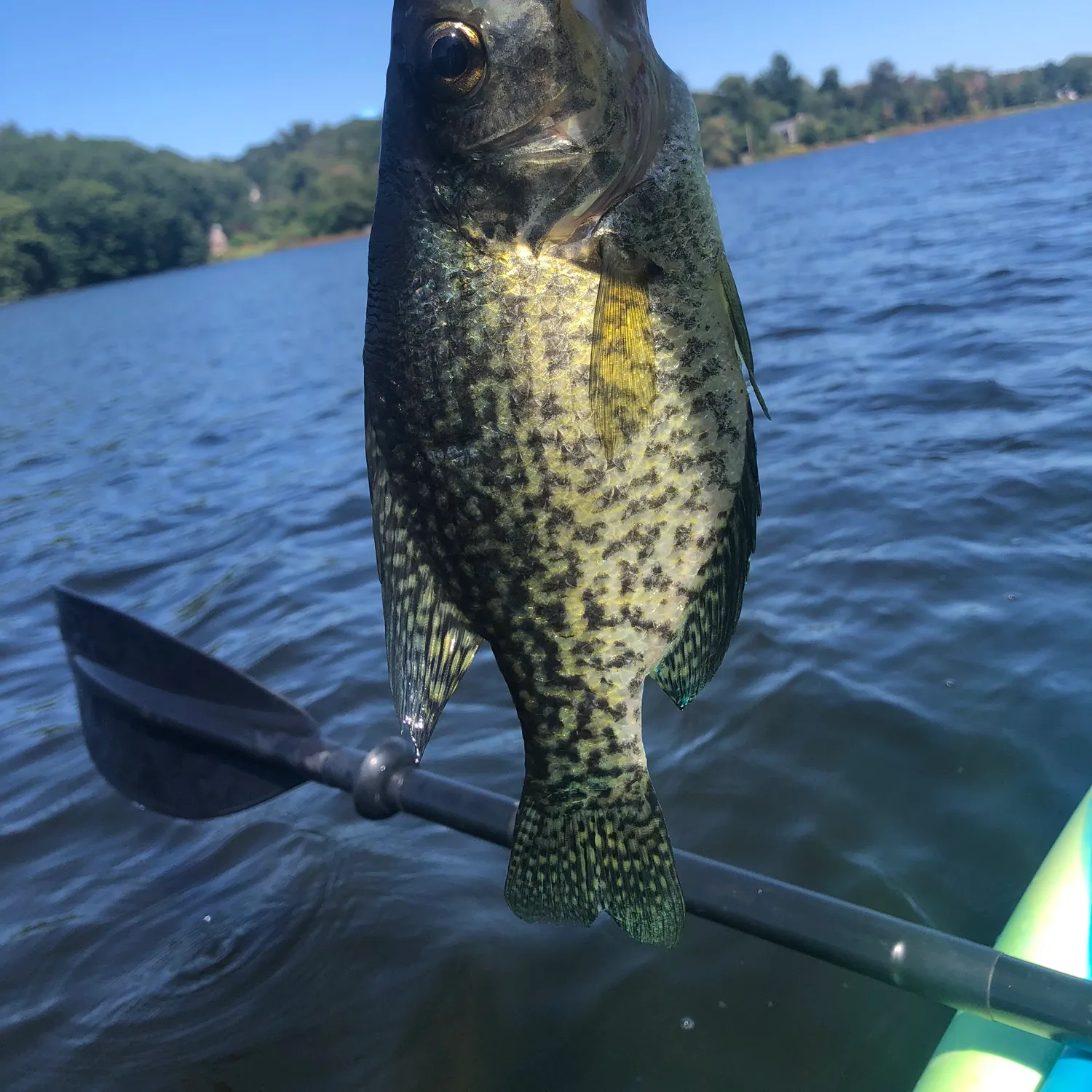 Black crappie caught on Fishbrain