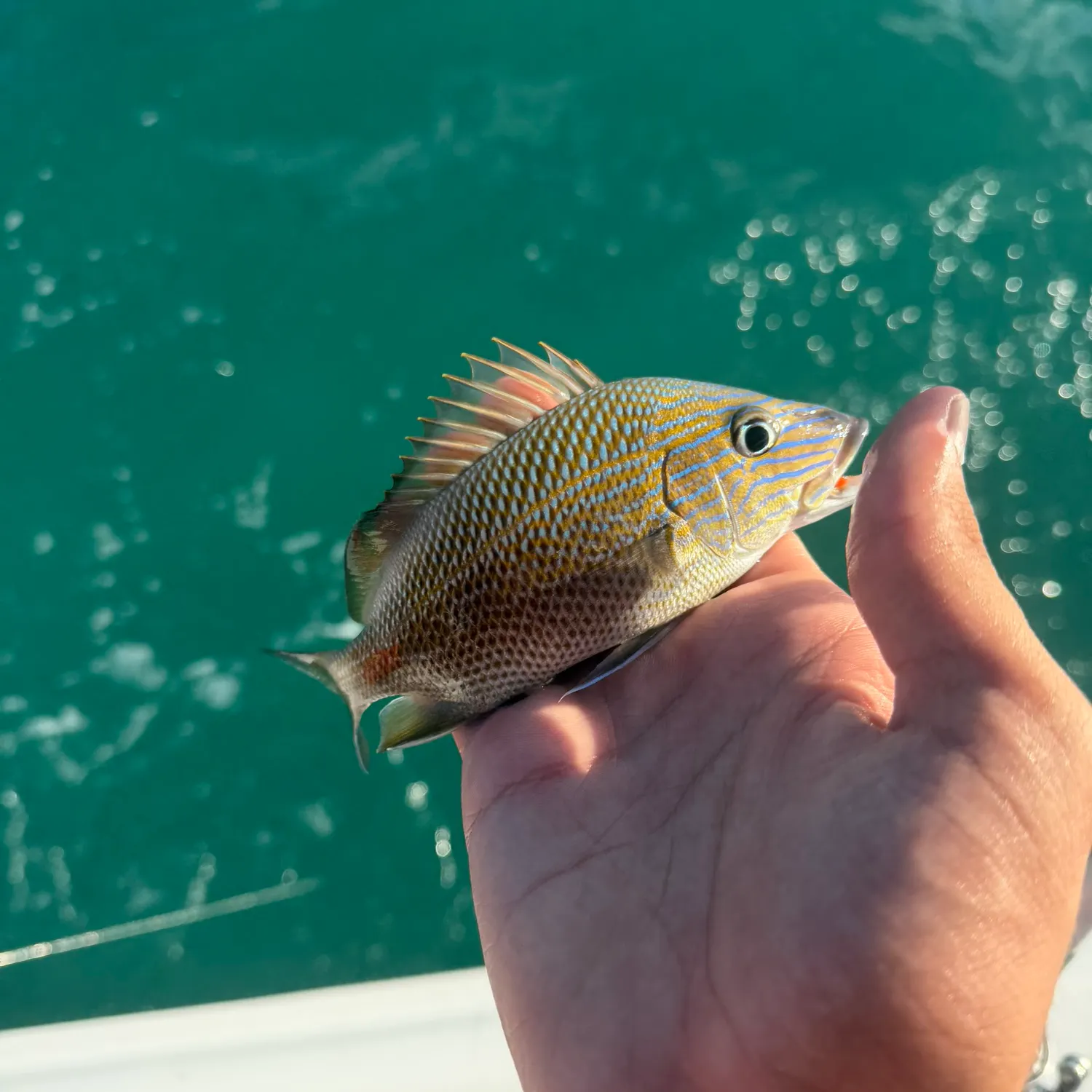 catch