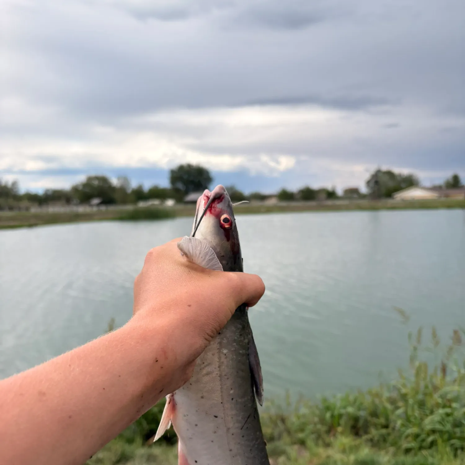 Channel catfish caught on Fishbrain