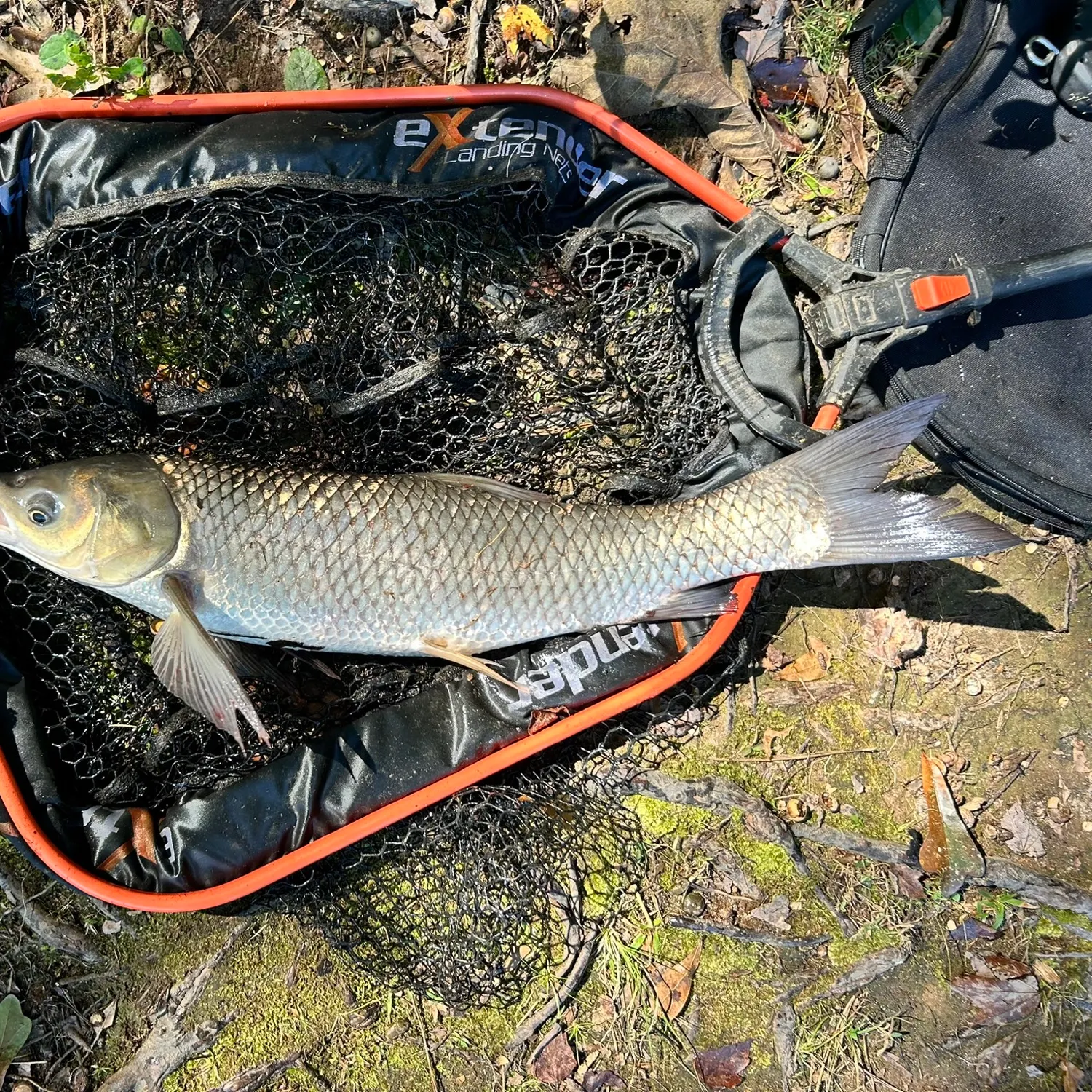 Grass carp caught on Fishbrain