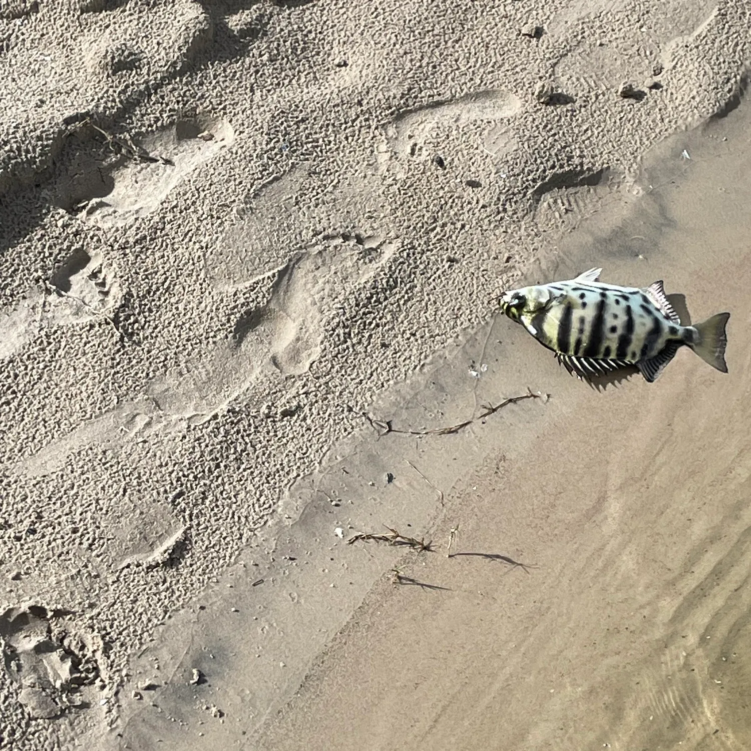 The most recent Zebra fish catches on Fishbrain