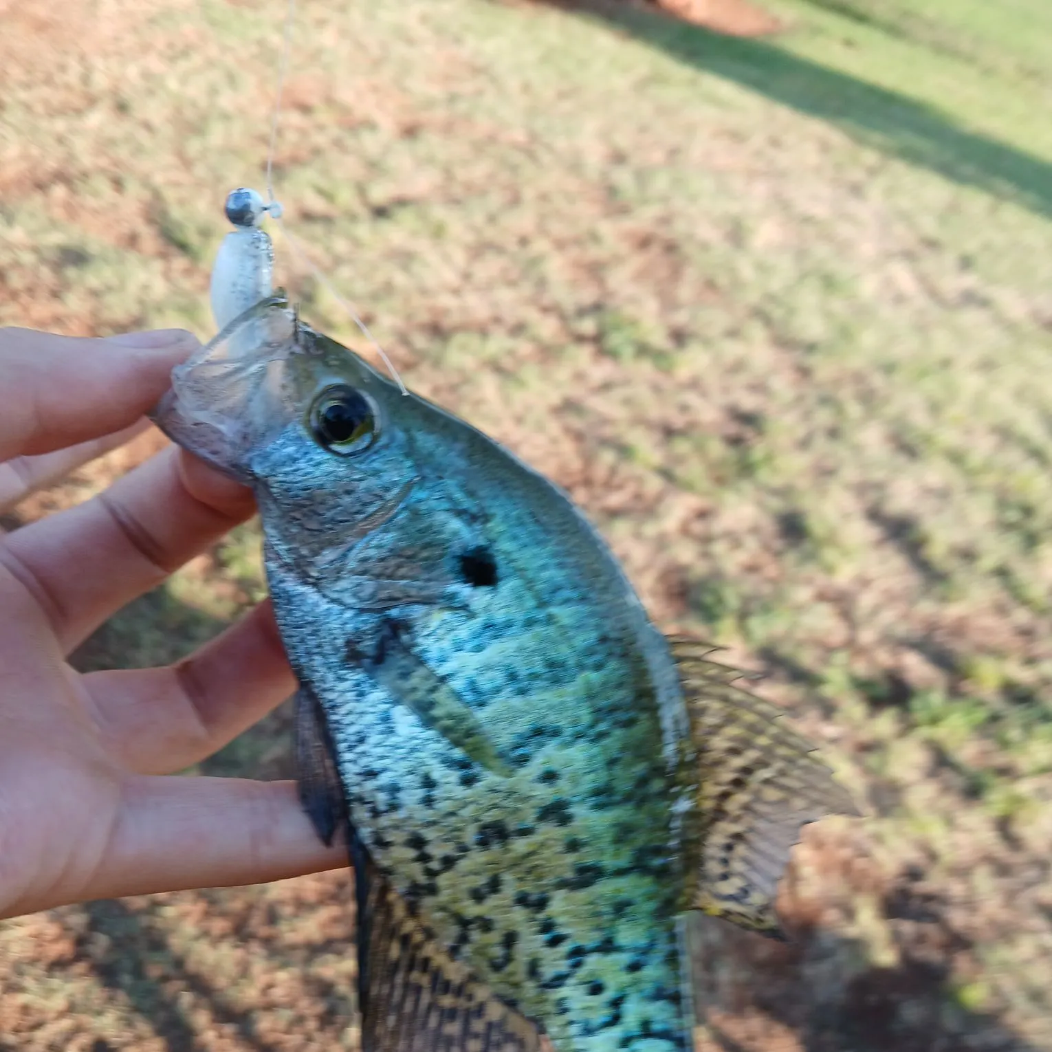 The most recent White crappie catches on Fishbrain