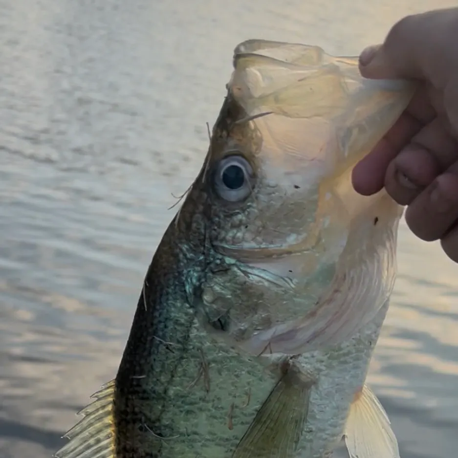 The most recent White crappie catches on Fishbrain