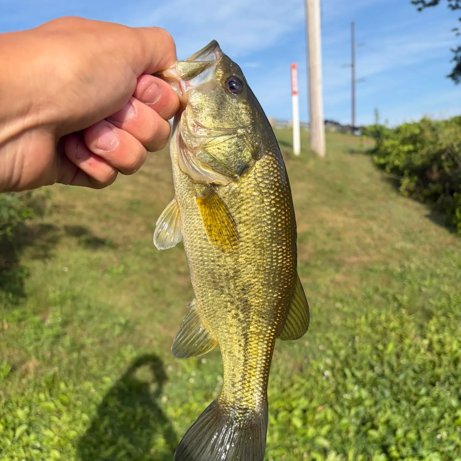 Largemouth bass caught on Fishbrain