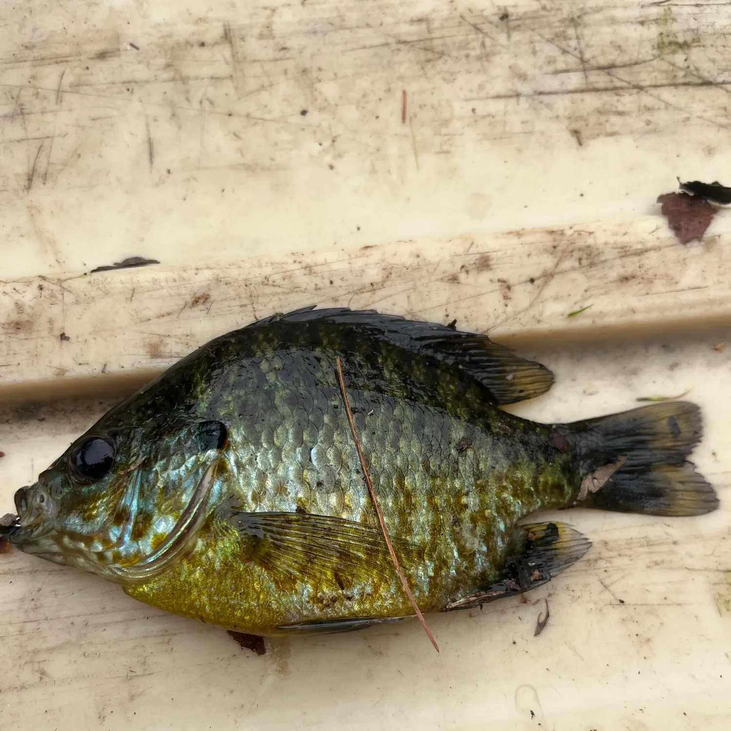 The most recent Pumpkingill hybrid catches on Fishbrain
