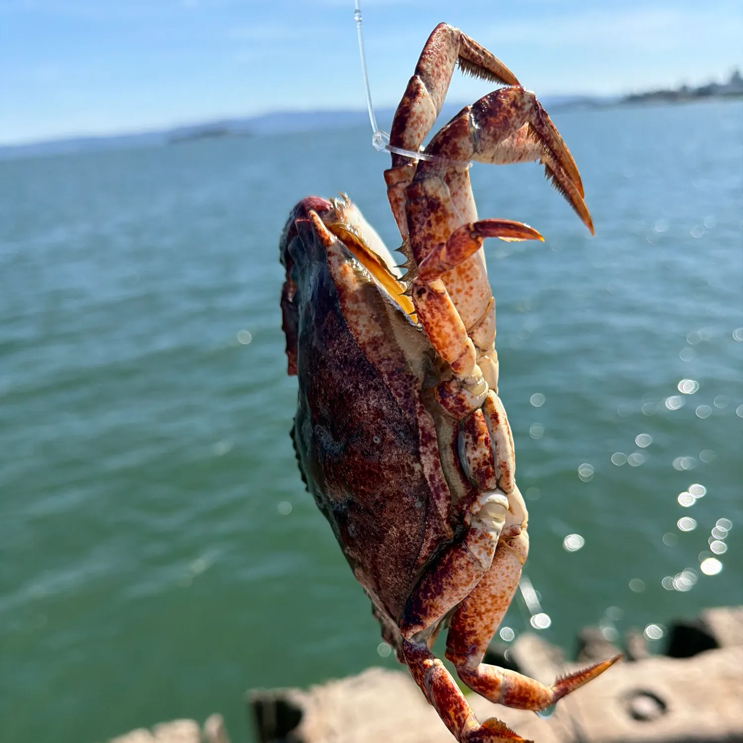 Red rock crab caught on Fishbrain