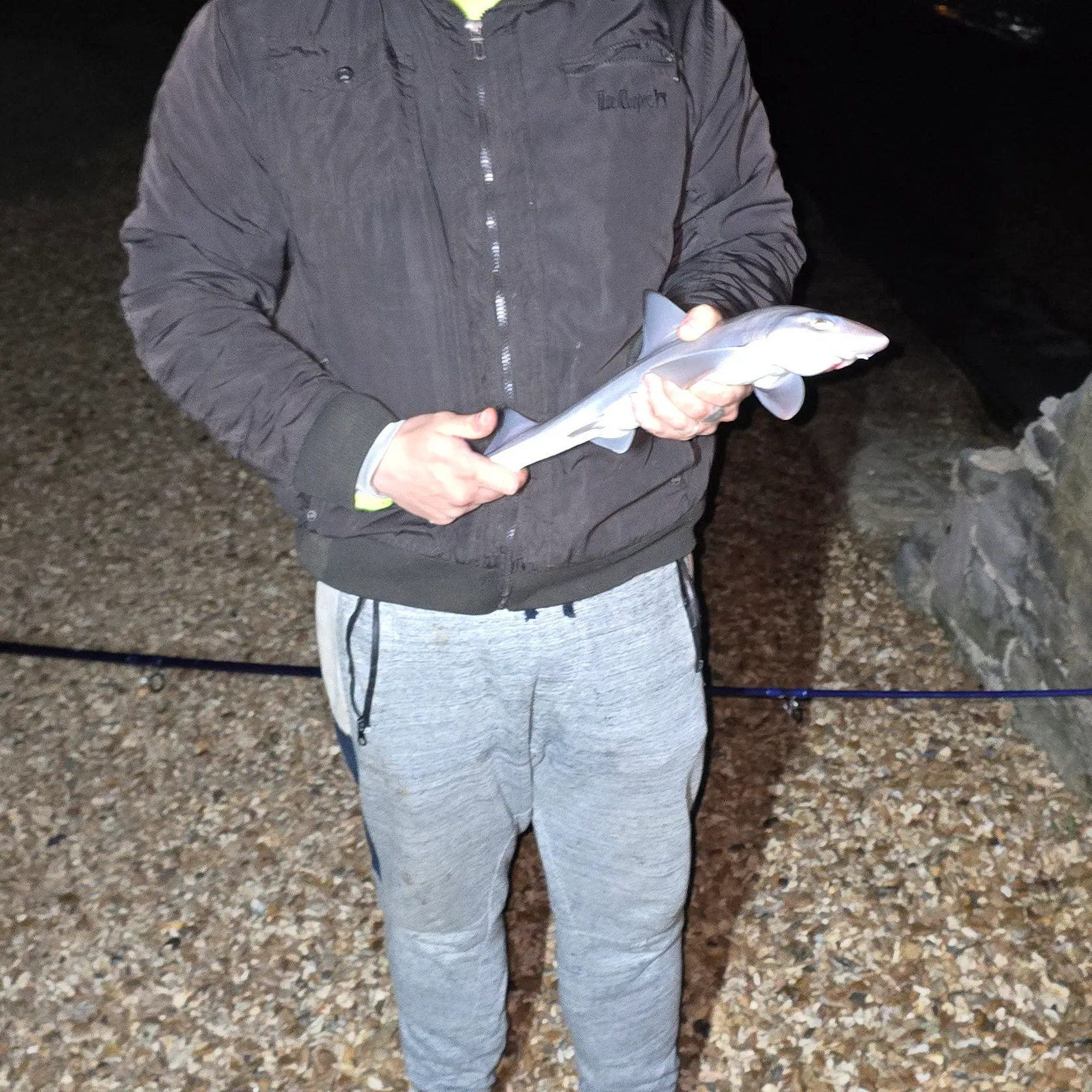 The most recent Starry smooth-hound catches on Fishbrain