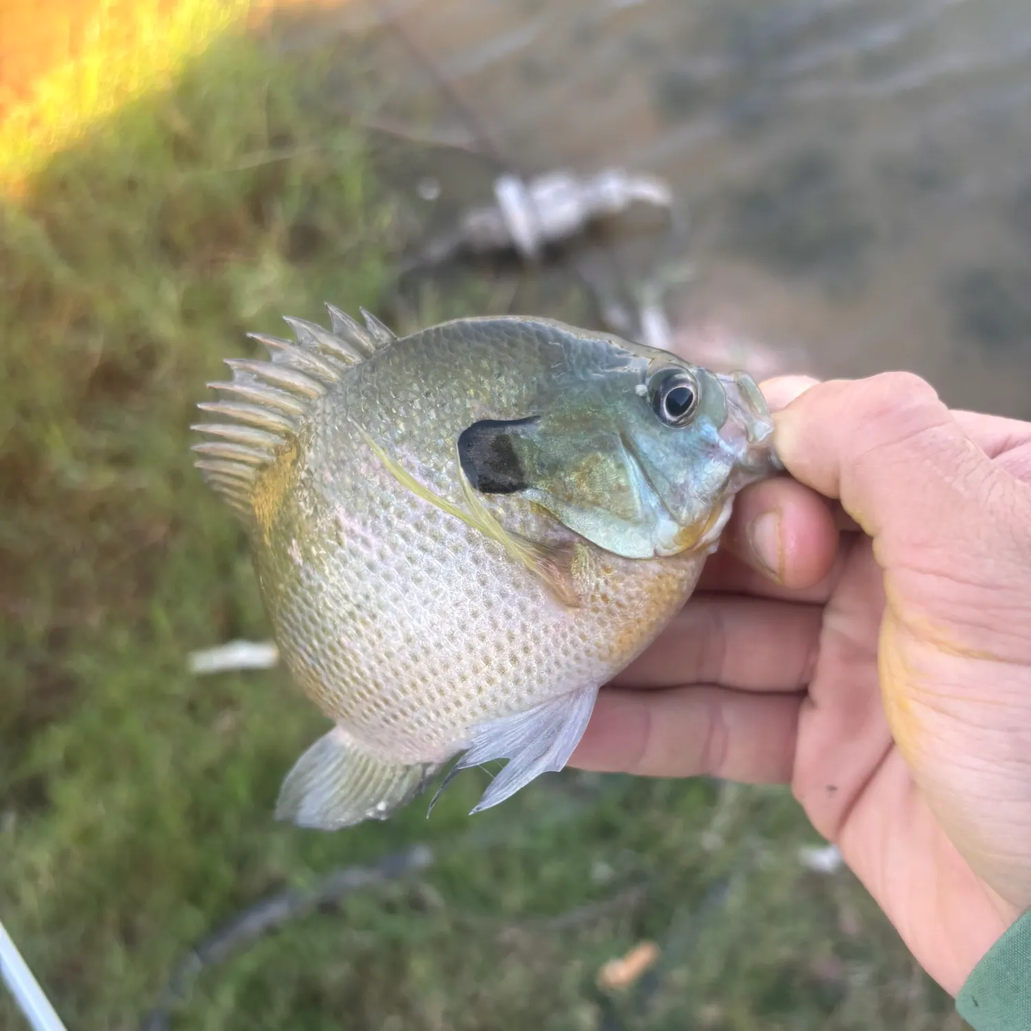 Bluegill caught on Fishbrain