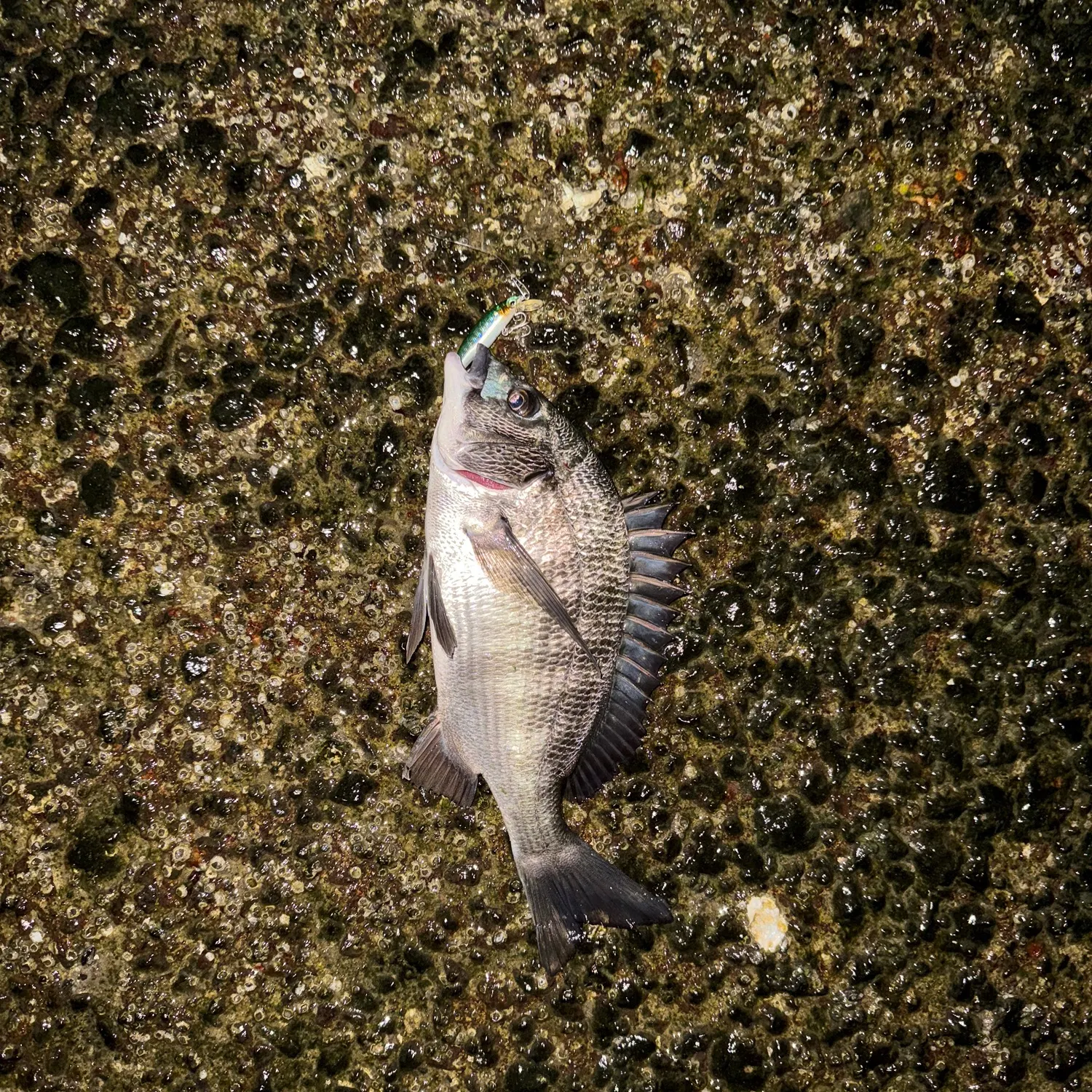 The most recent Black seabream catches on Fishbrain