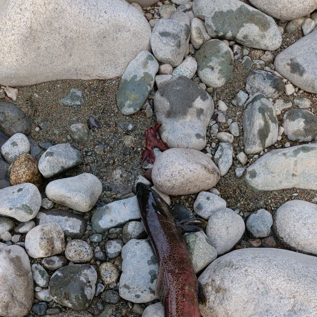 Chinook salmon caught on Fishbrain
