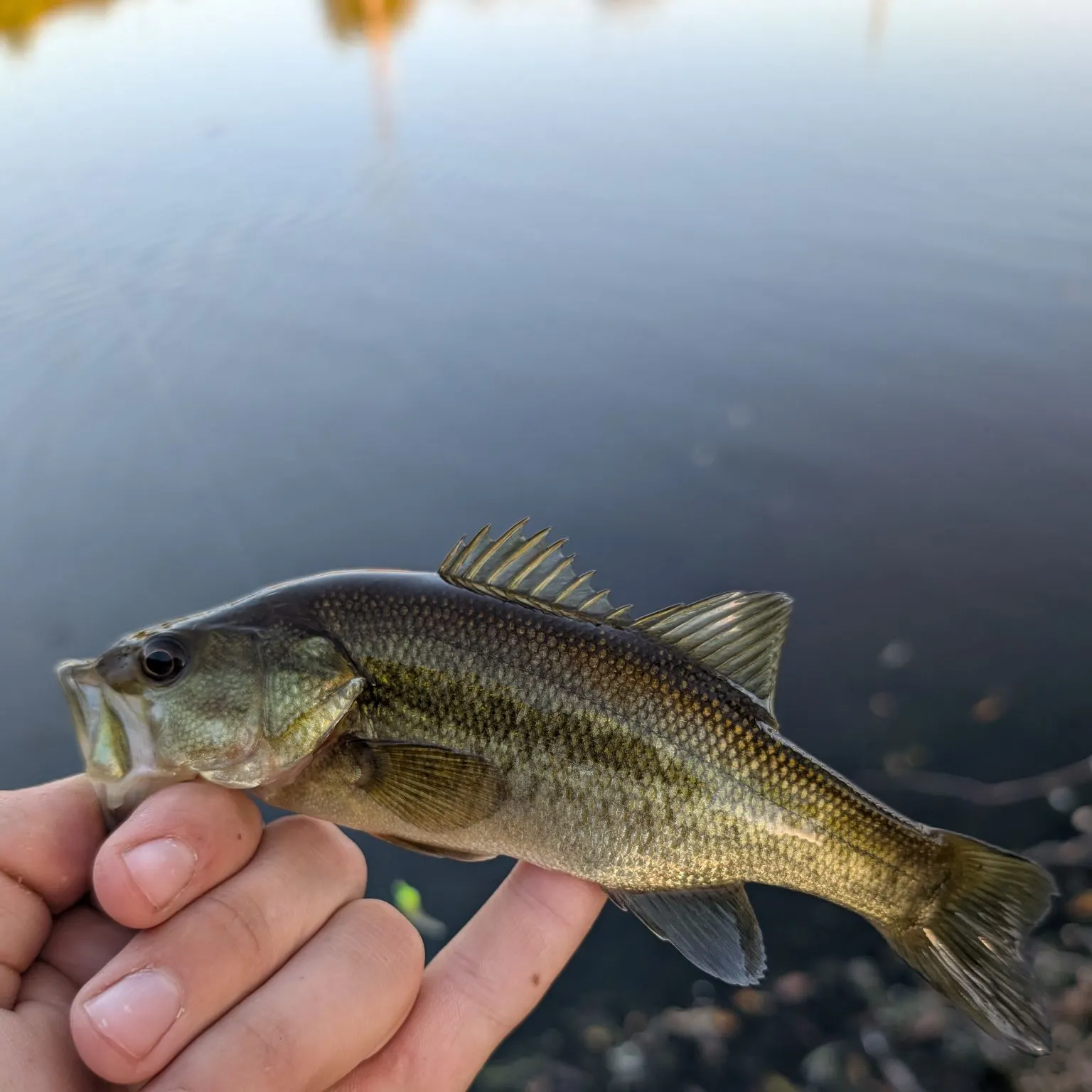 The most recent Walleye catches on Fishbrain