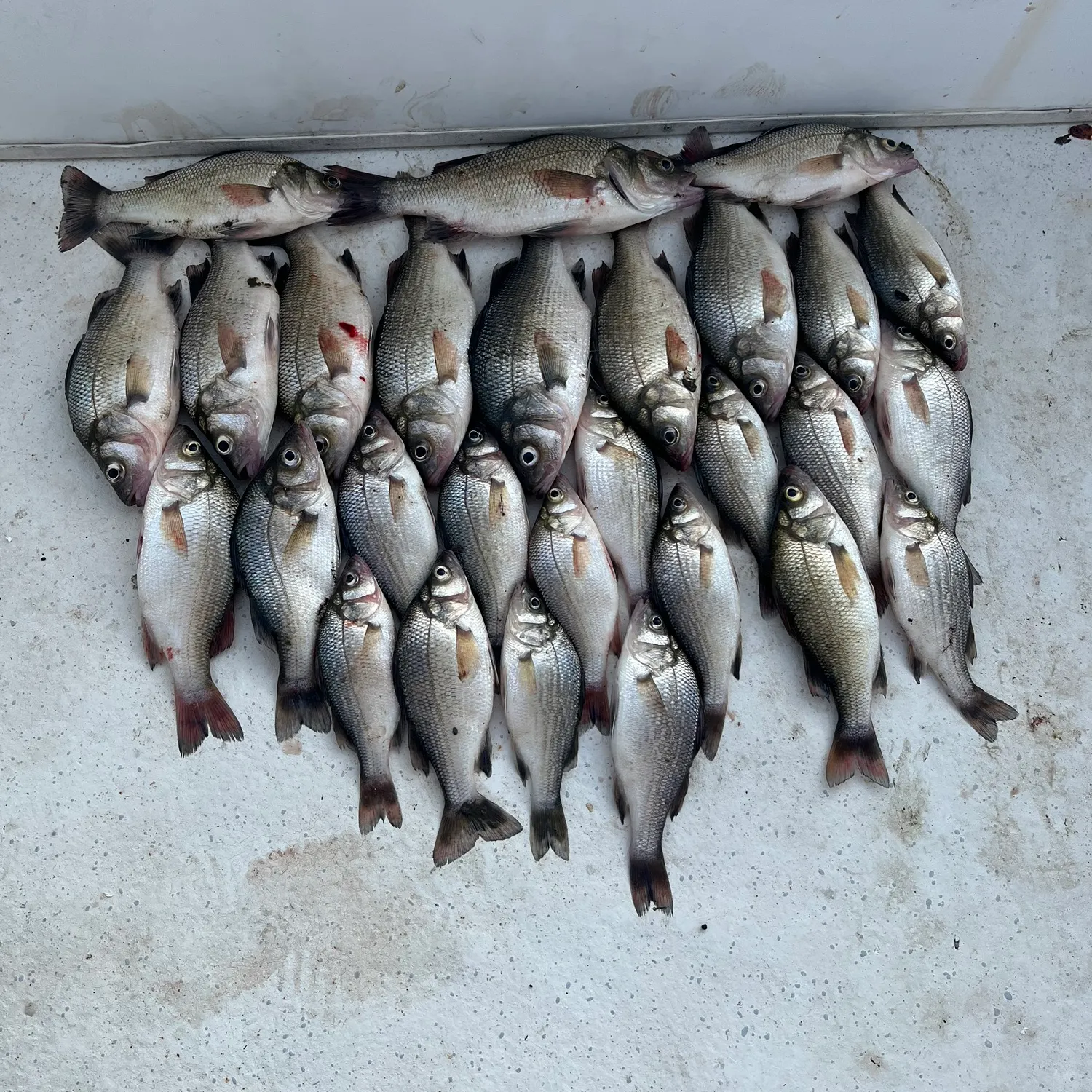 recently logged catches
