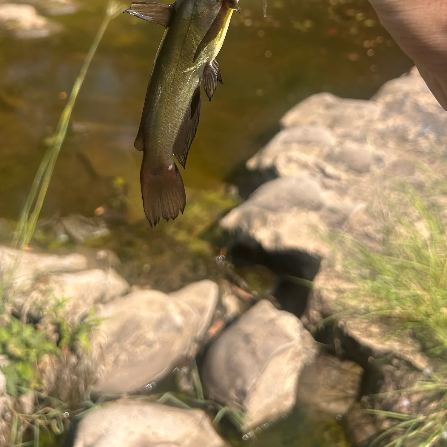 Black bullhead caught on Fishbrain