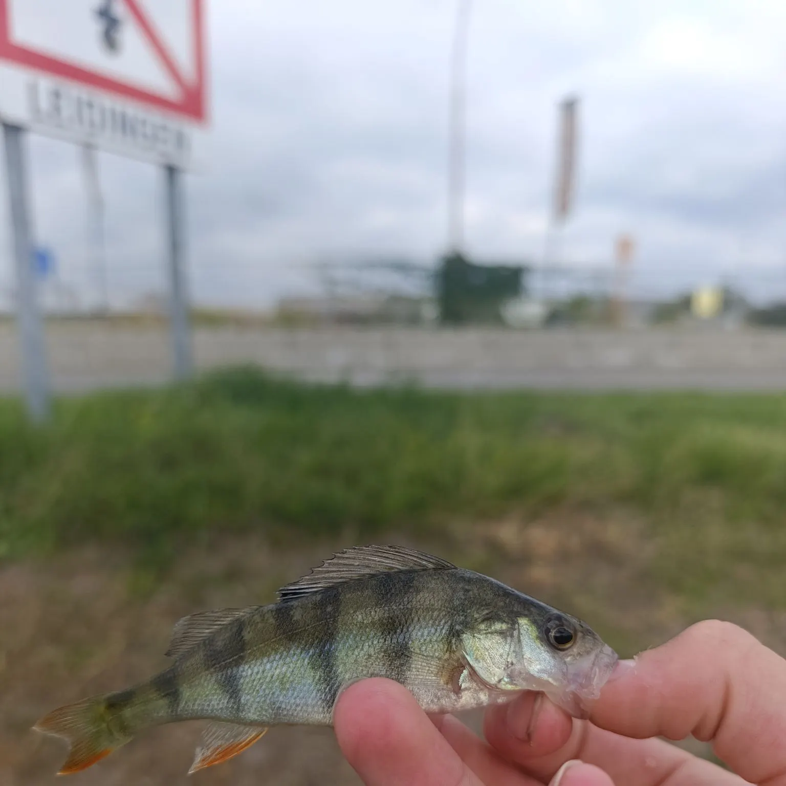 European perch caught on Fishbrain