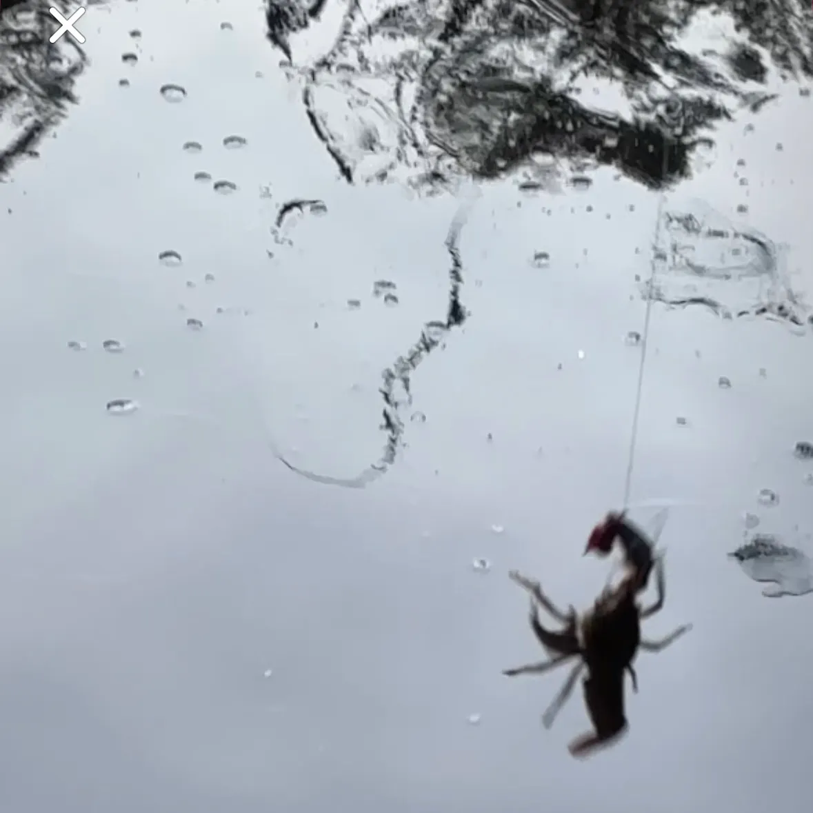 The most recent Appalachian brook crayfish catches on Fishbrain