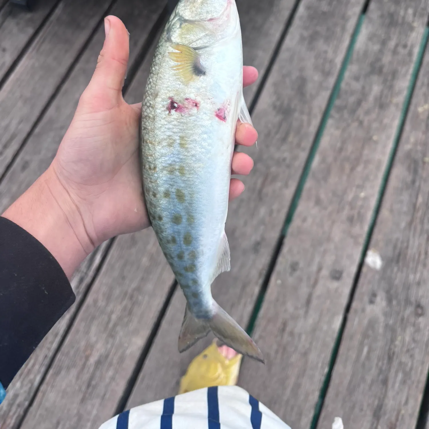 The most recent Western Australian salmon catches on Fishbrain