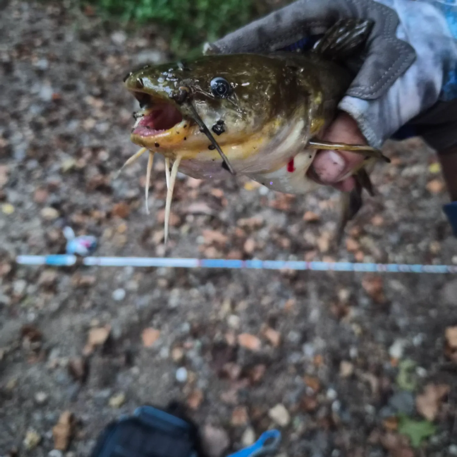 Yellow bullhead caught on Fishbrain