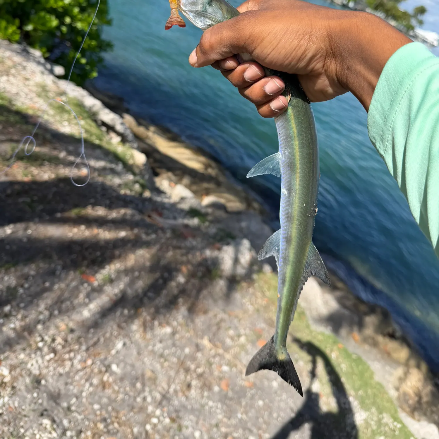 The most recent Atlantic needlefish catches on Fishbrain