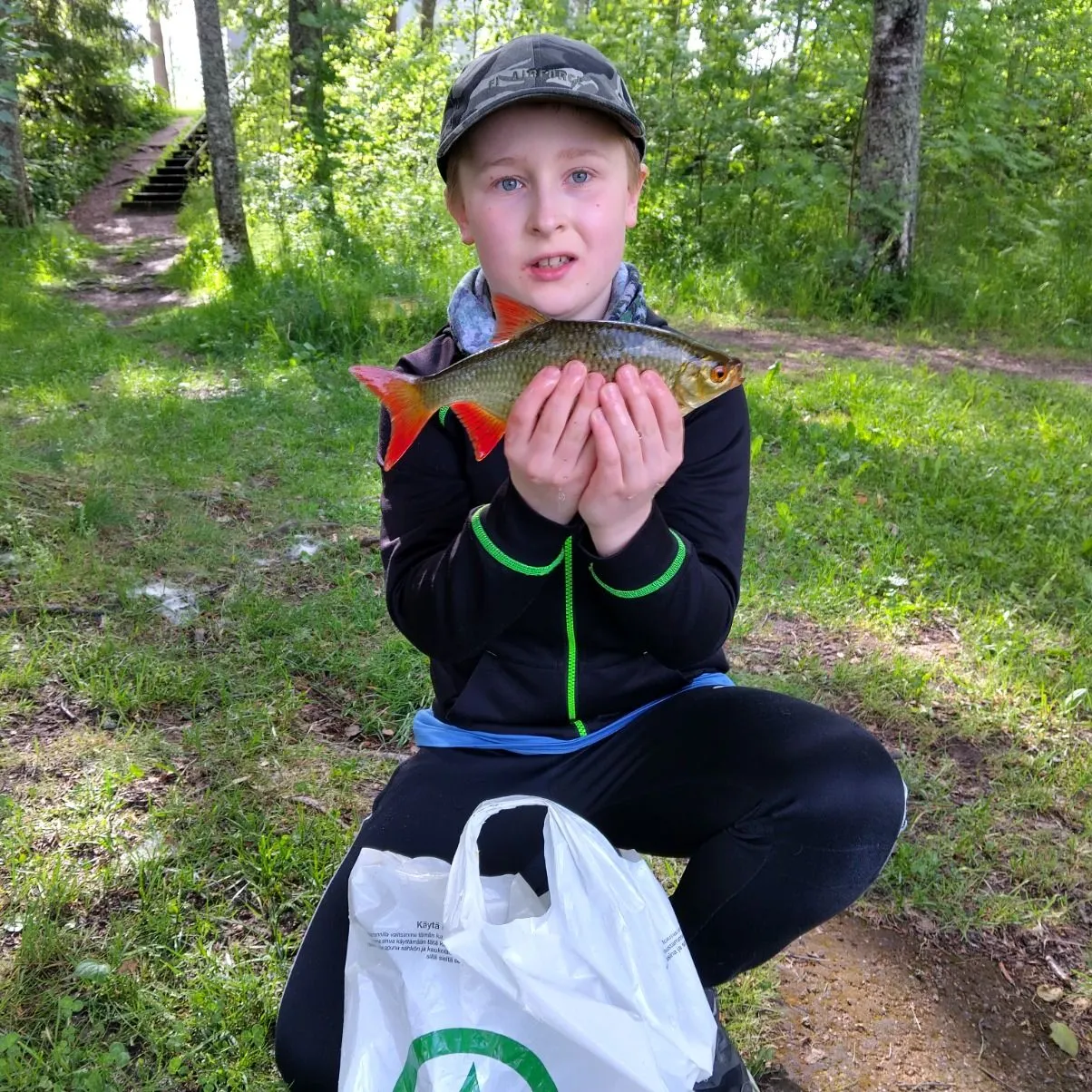 The most recent Common rudd catches on Fishbrain