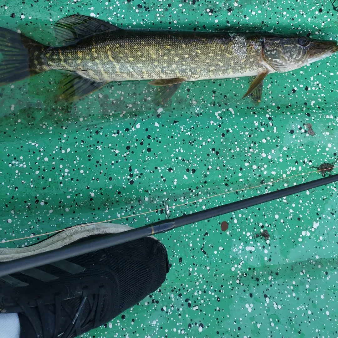 Northern pike caught on Fishbrain
