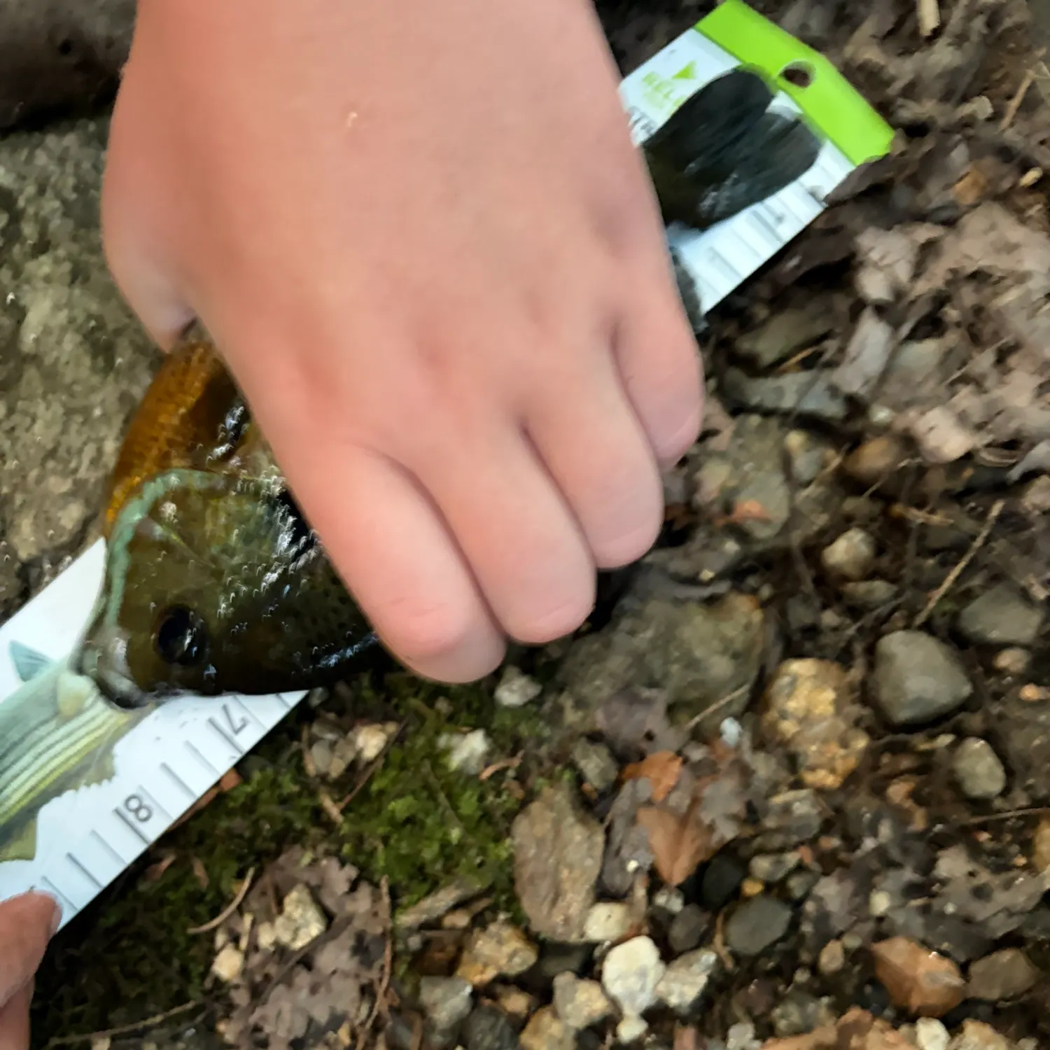 Bluegill caught on Fishbrain