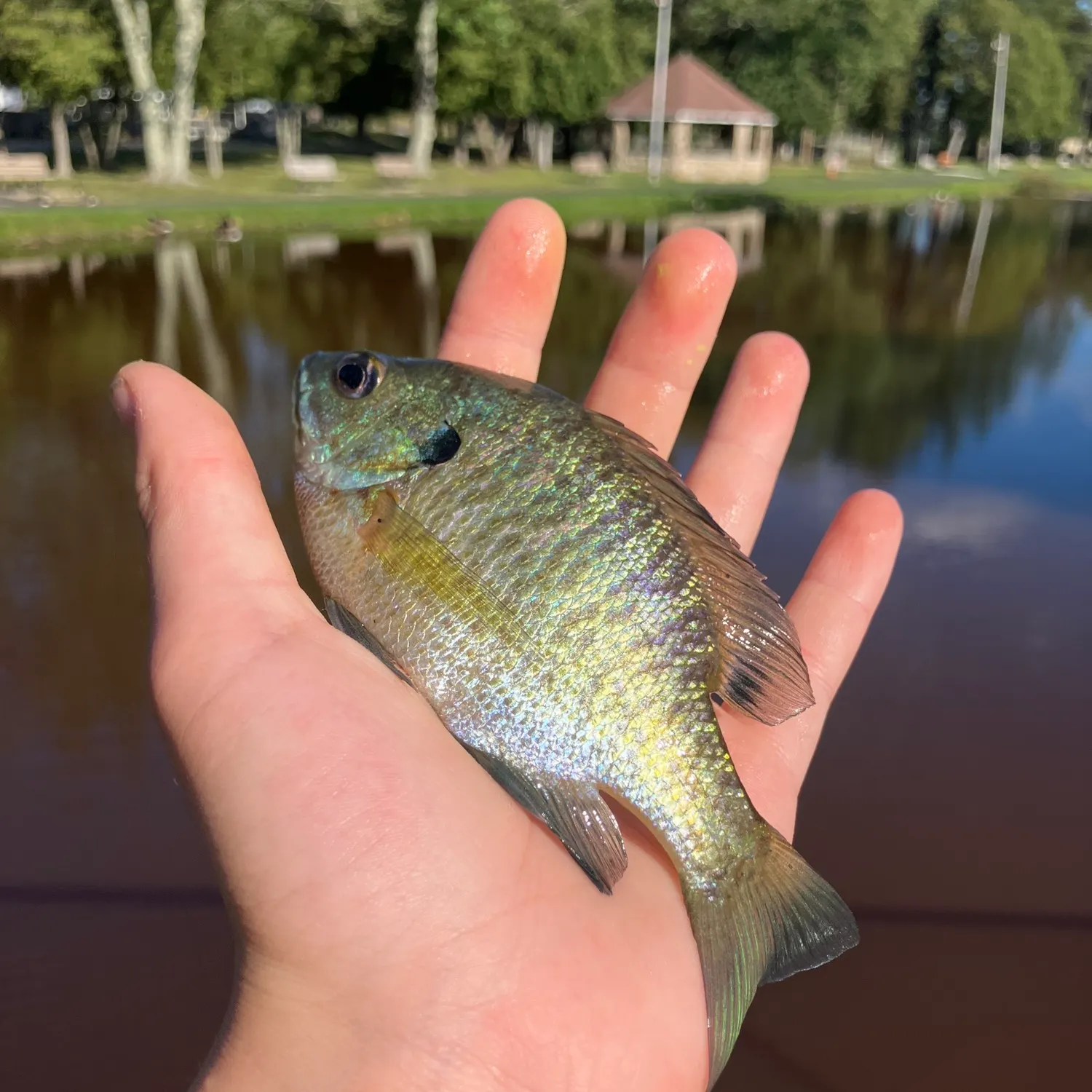 Bluegill caught on Fishbrain