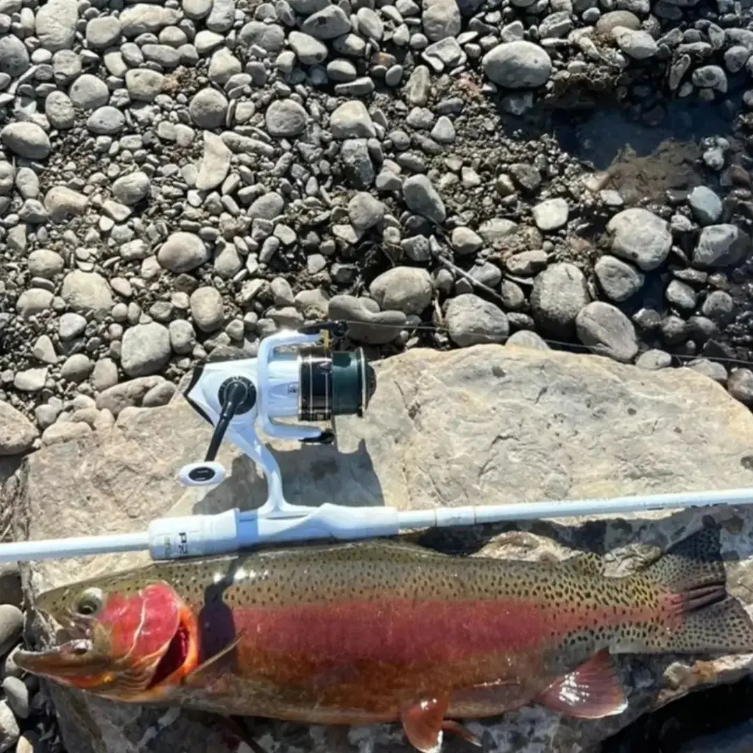 Cutthroat trout caught on Fishbrain