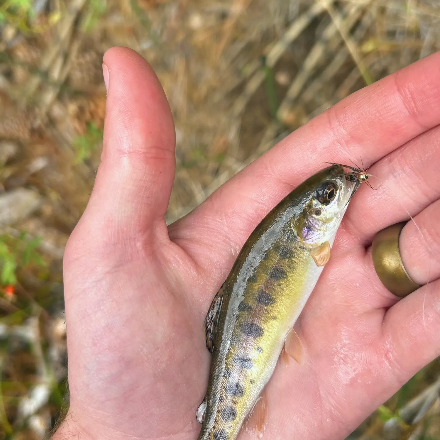 The most recent Paiute cutthroat trout catches on Fishbrain