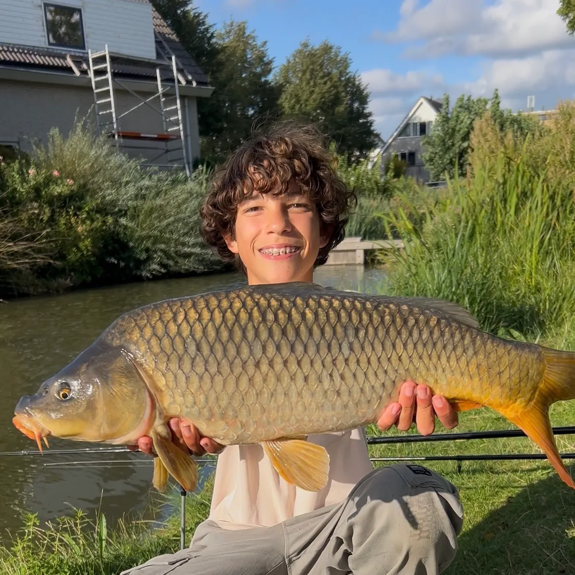 Common carp caught on Fishbrain