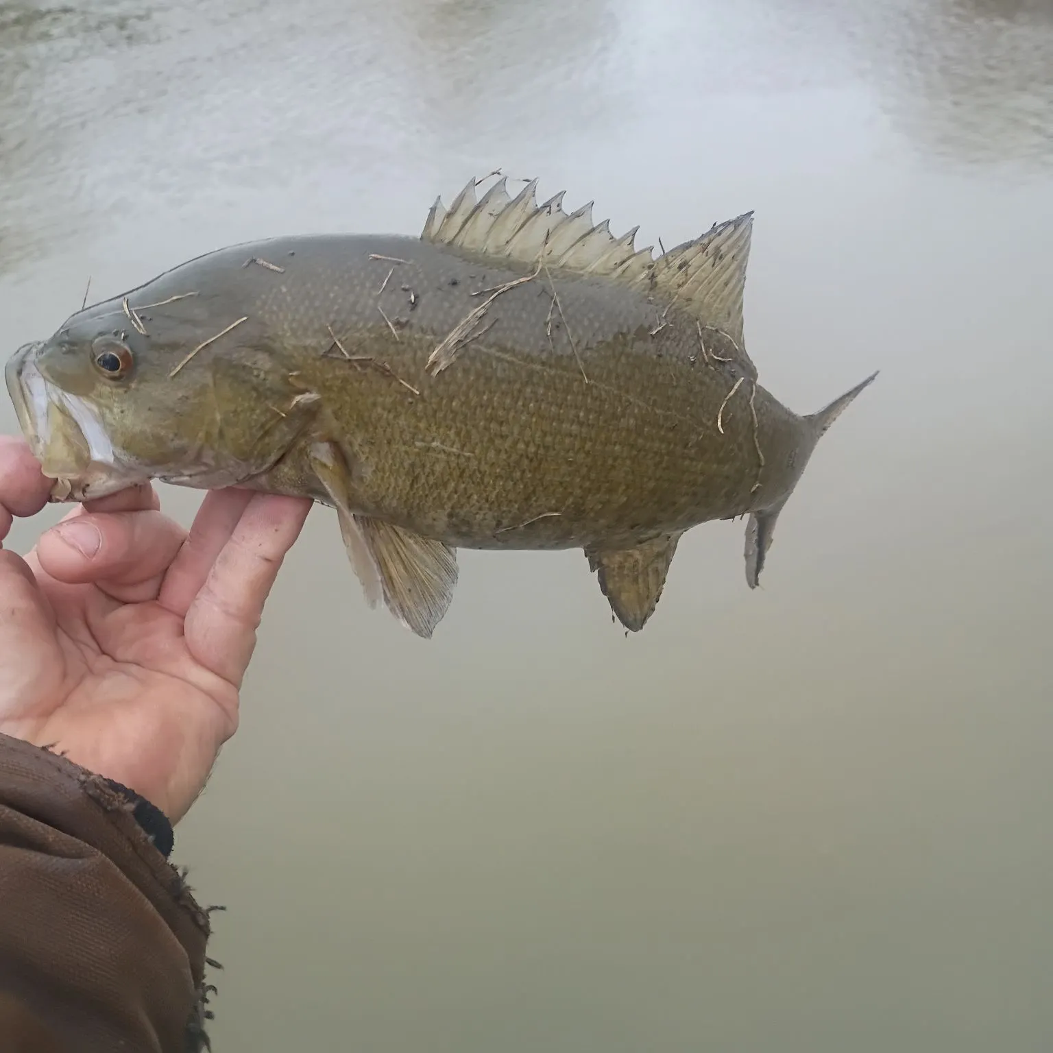 Smallmouth bass caught on Fishbrain