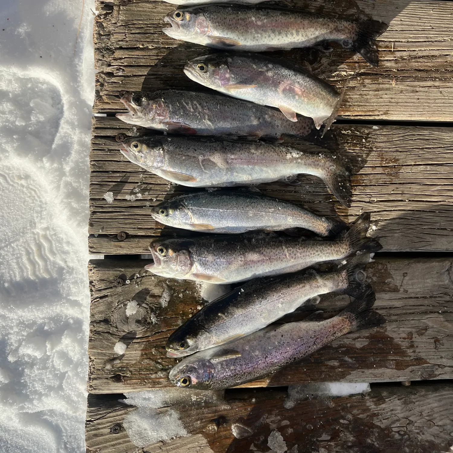 recently logged catches