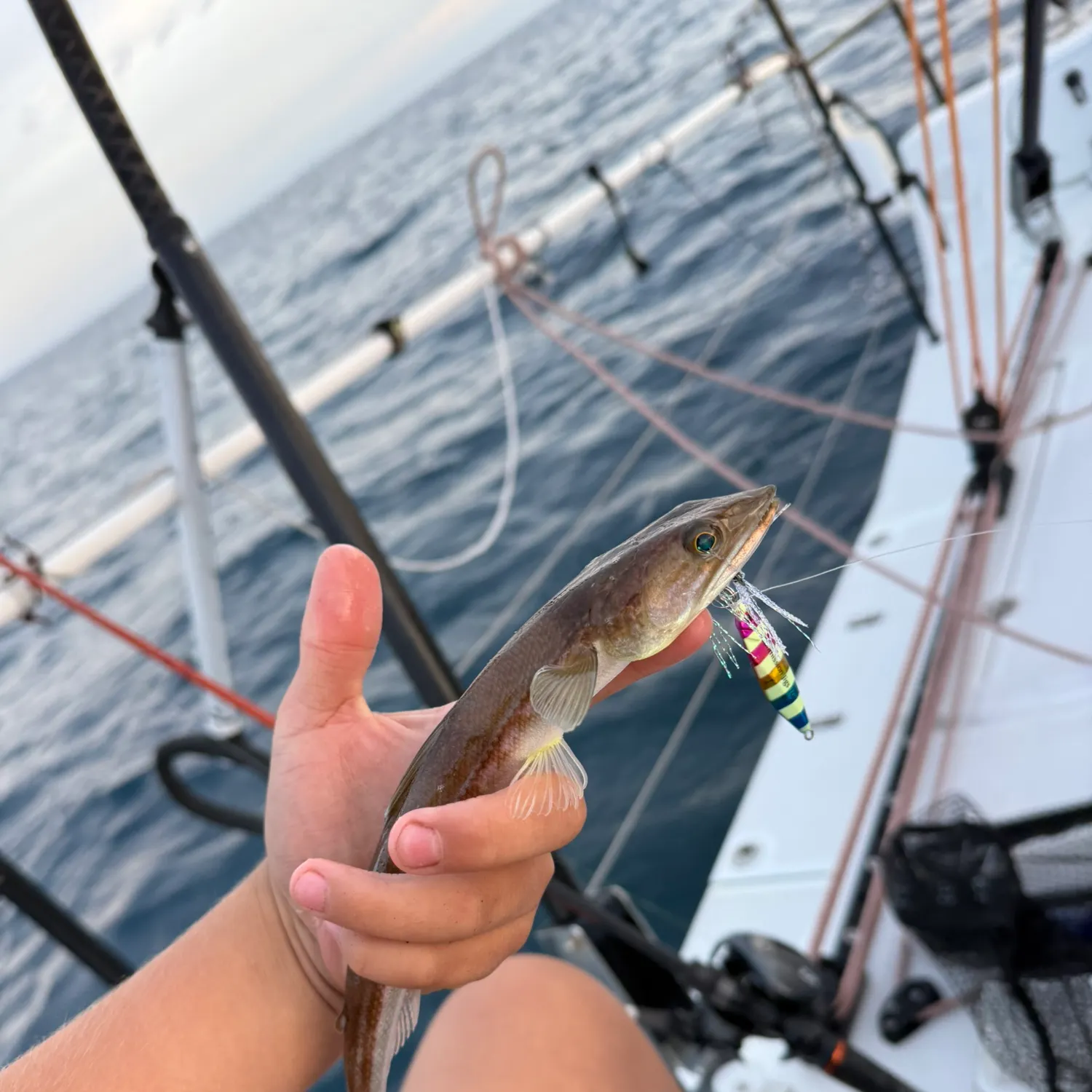 The most recent California lizardfish catches on Fishbrain