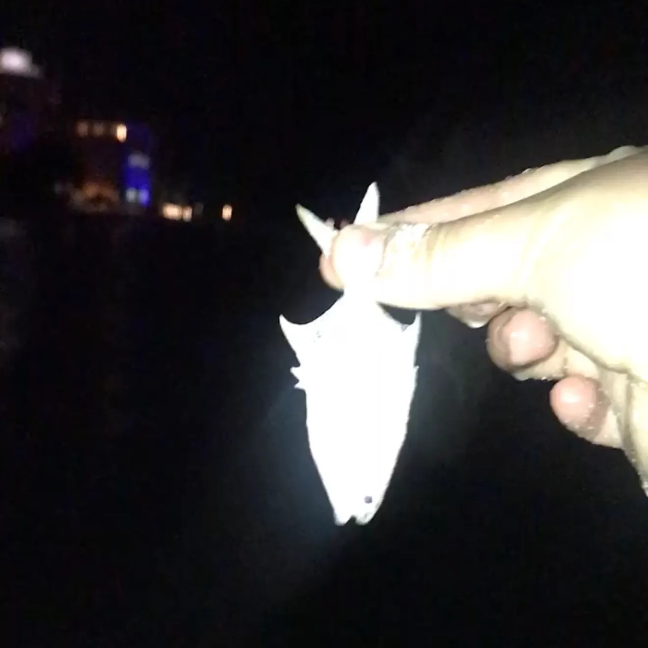 The most recent Palometa catches on Fishbrain
