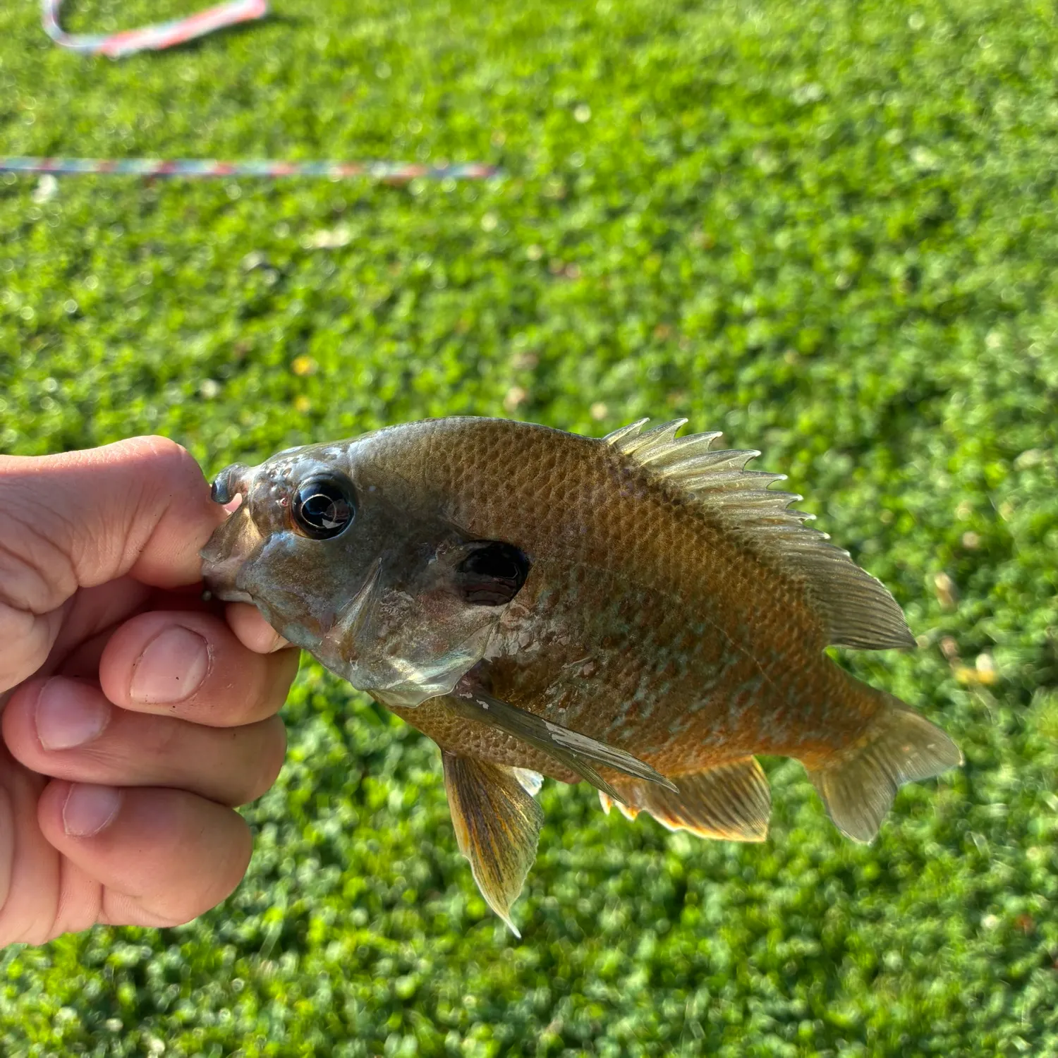 Greengill hybrid caught on Fishbrain