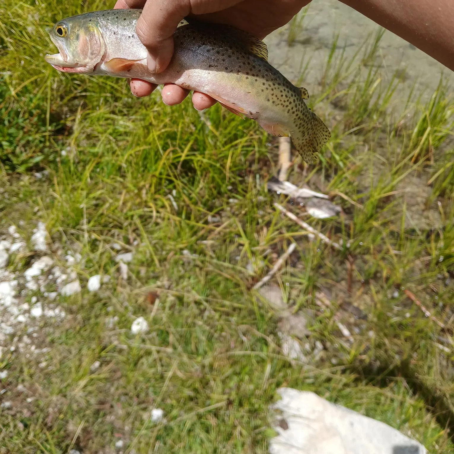 The most recent Colorado river cutthroat trout catches on Fishbrain