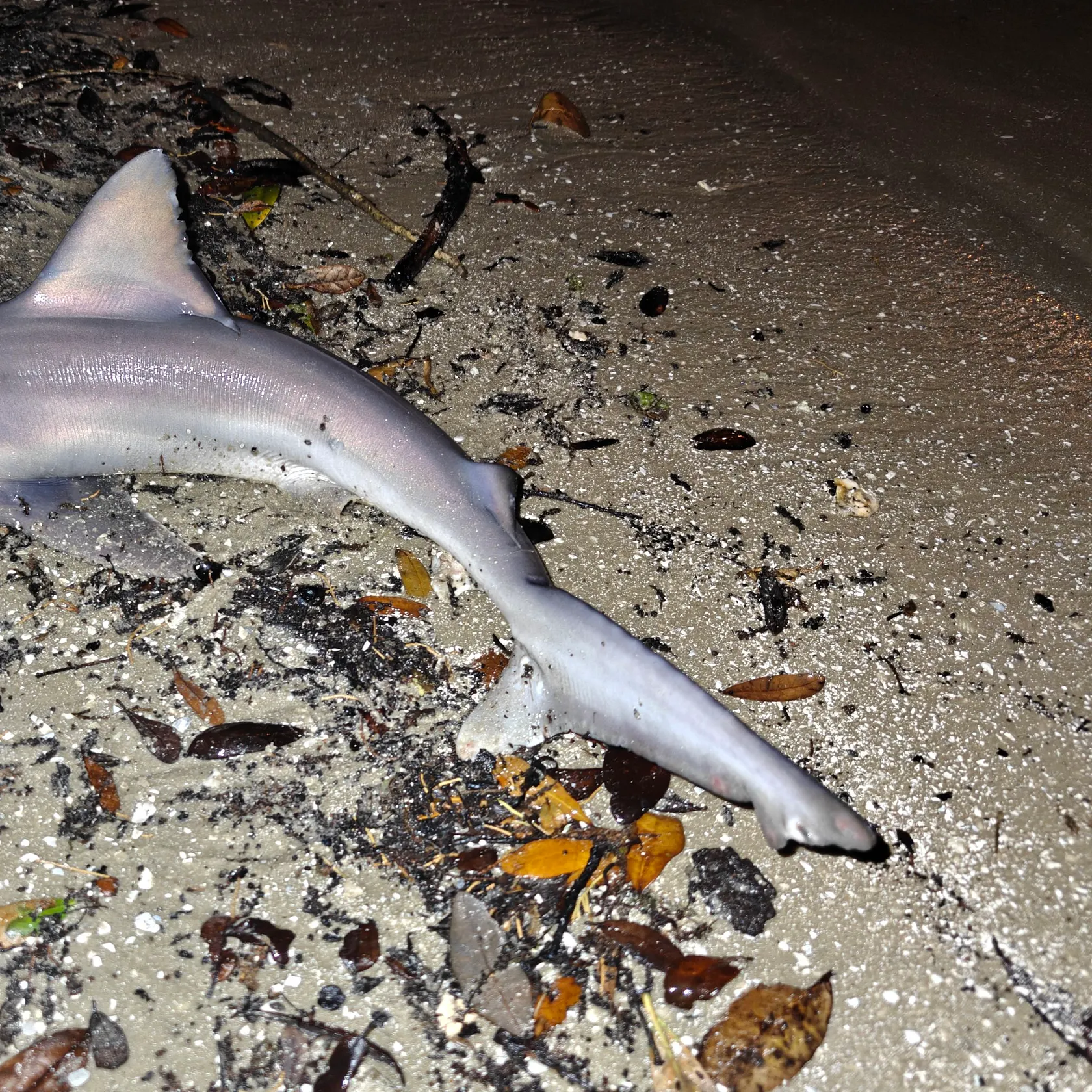 The most recent Sandbar shark catches on Fishbrain