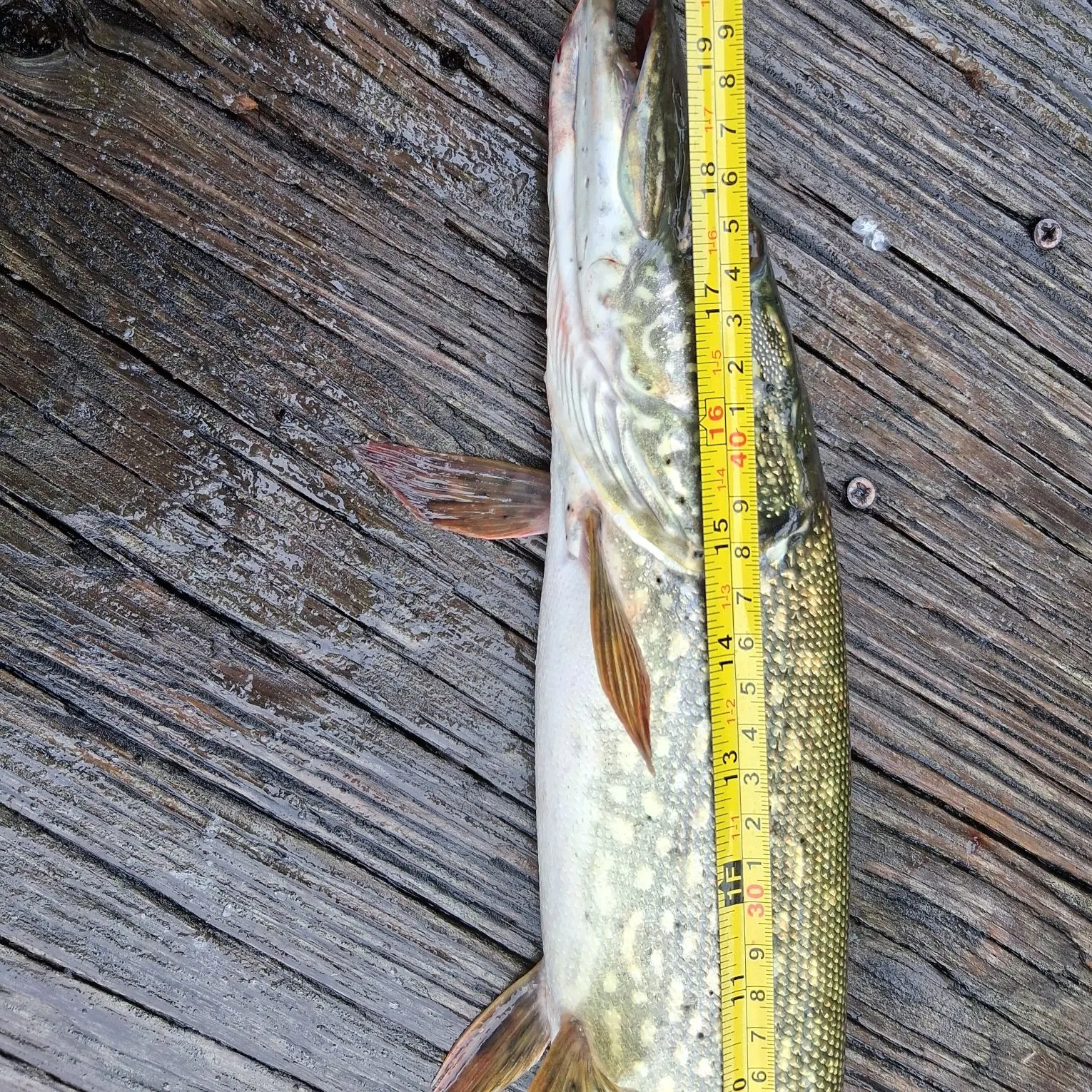 Northern pike caught on Fishbrain
