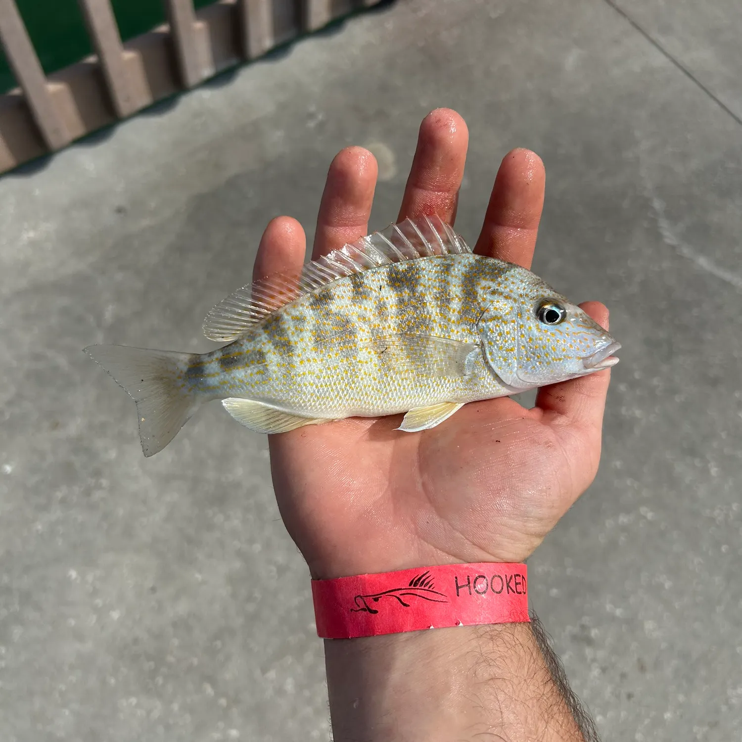 Pigfish caught on Fishbrain