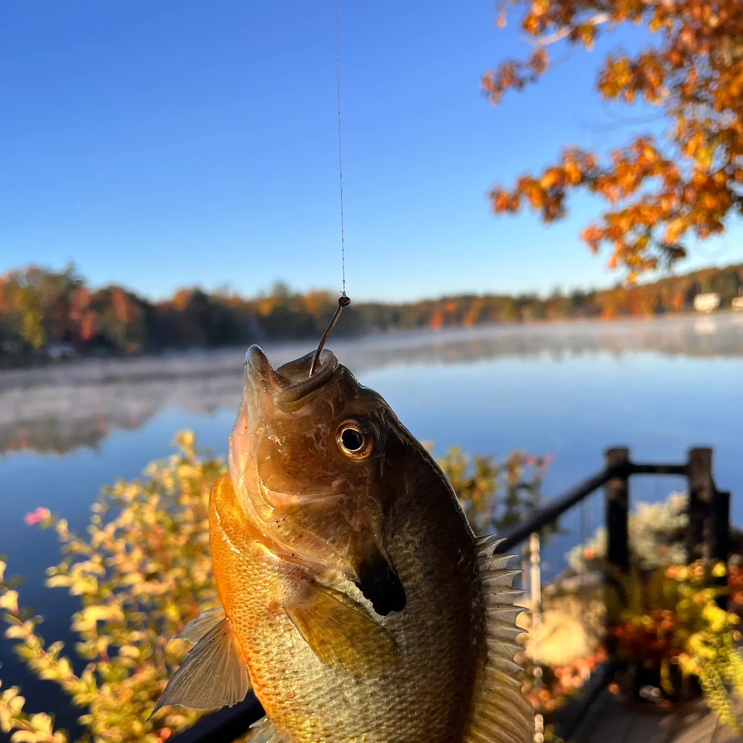 Redbreast sunfish caught on Fishbrain