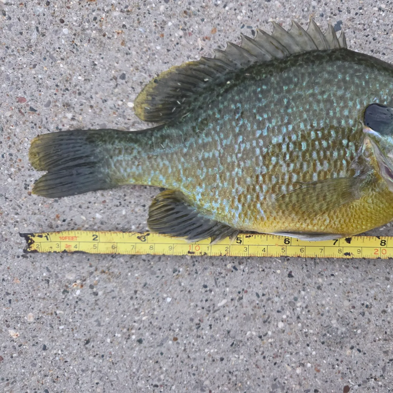Greengill hybrid caught on Fishbrain